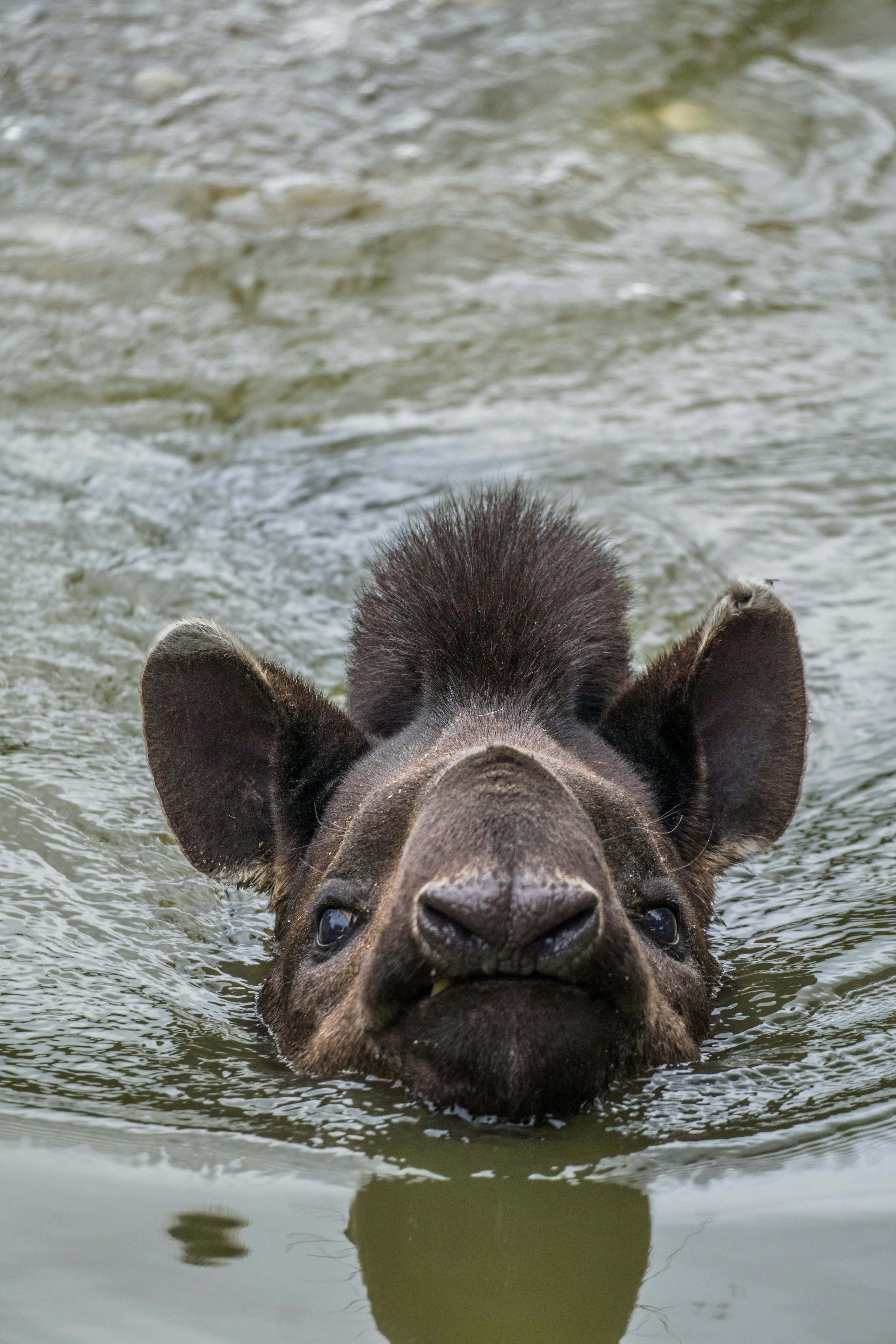 tapir, murky water, curious eyes, 5K Phone Wallpaper
