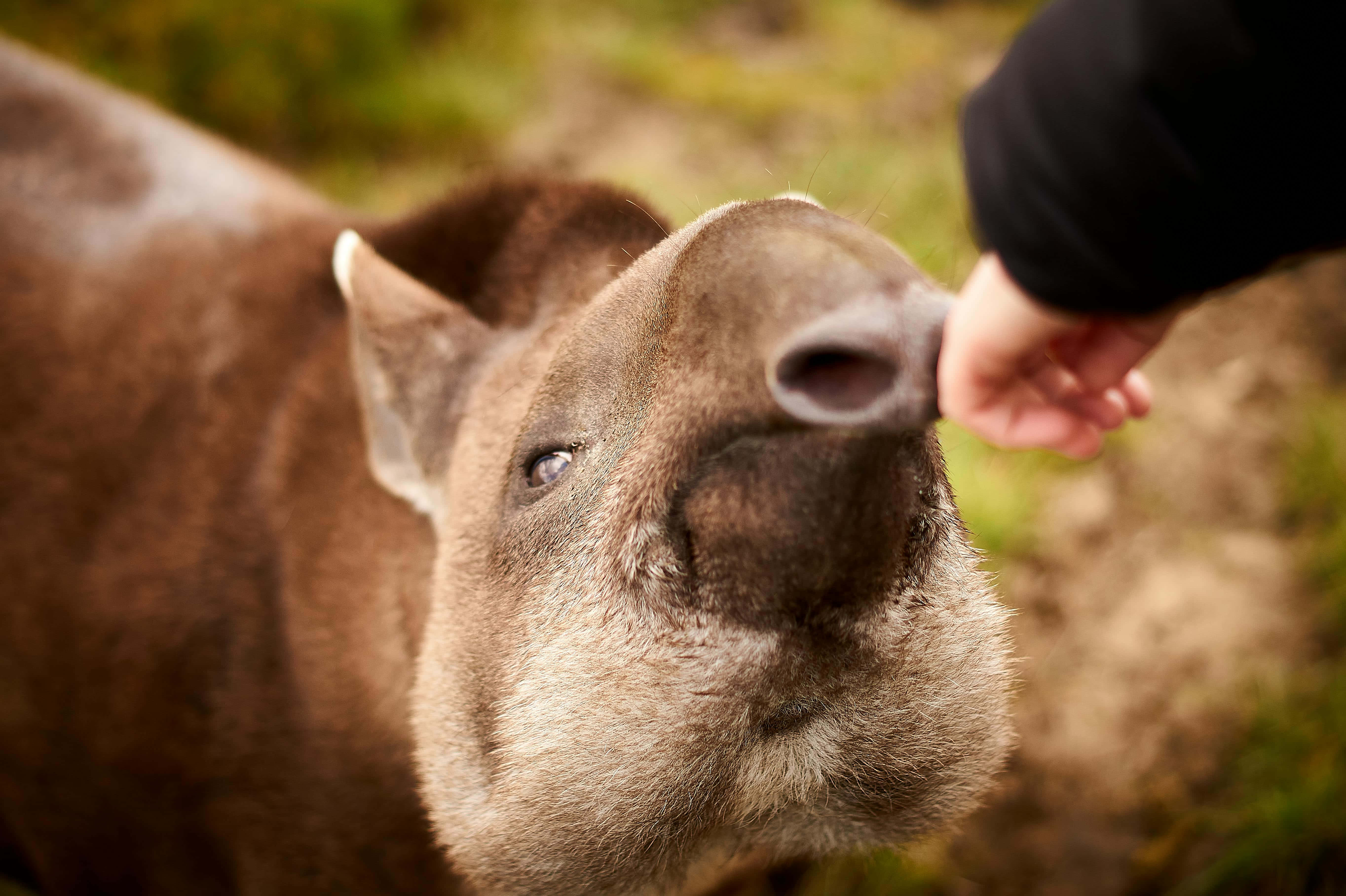 tapir, human hand, food, 5K Desktop Wallpaper