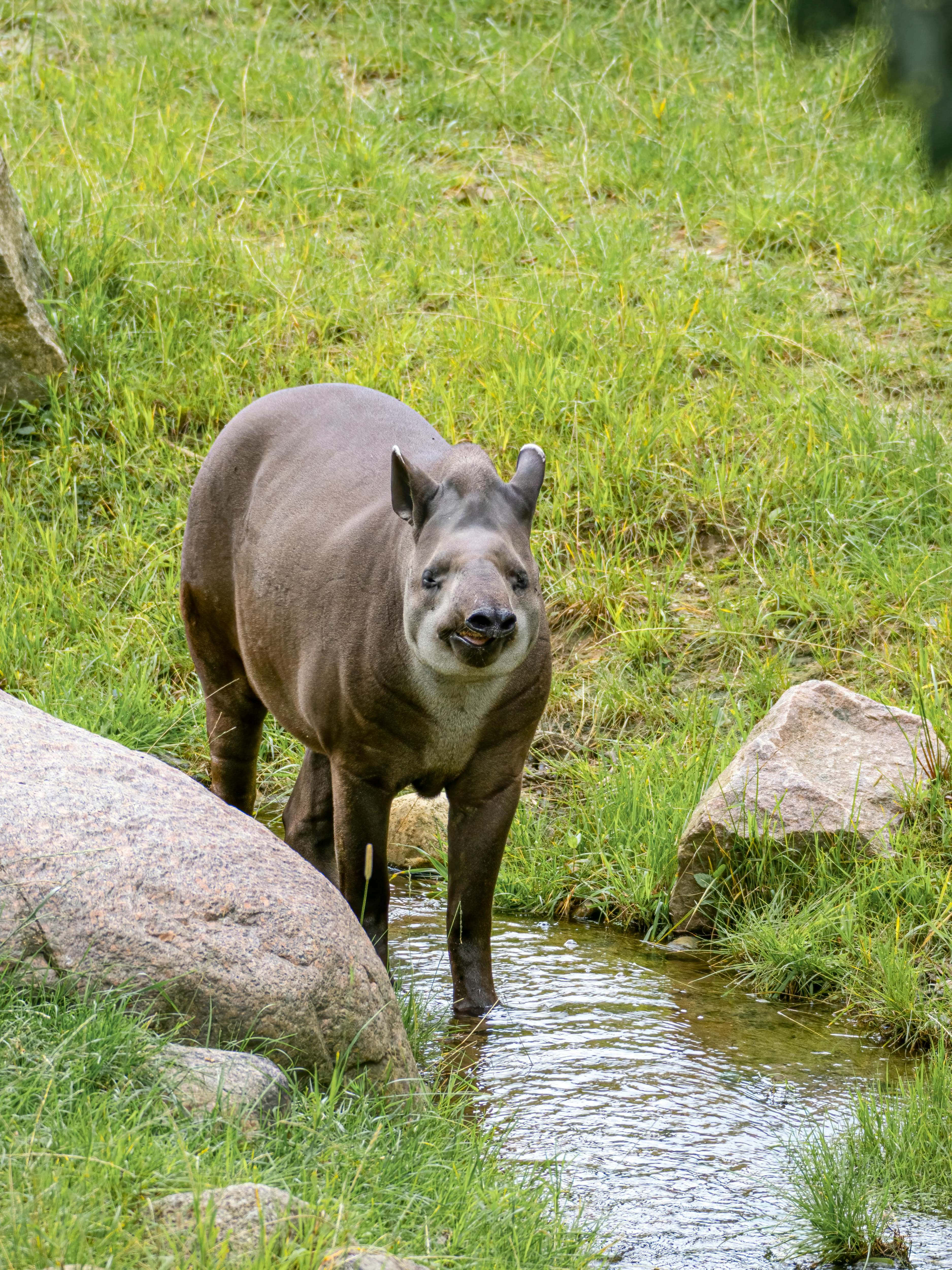 Tapir, water stream, shallow water, 4K Phone Wallpaper