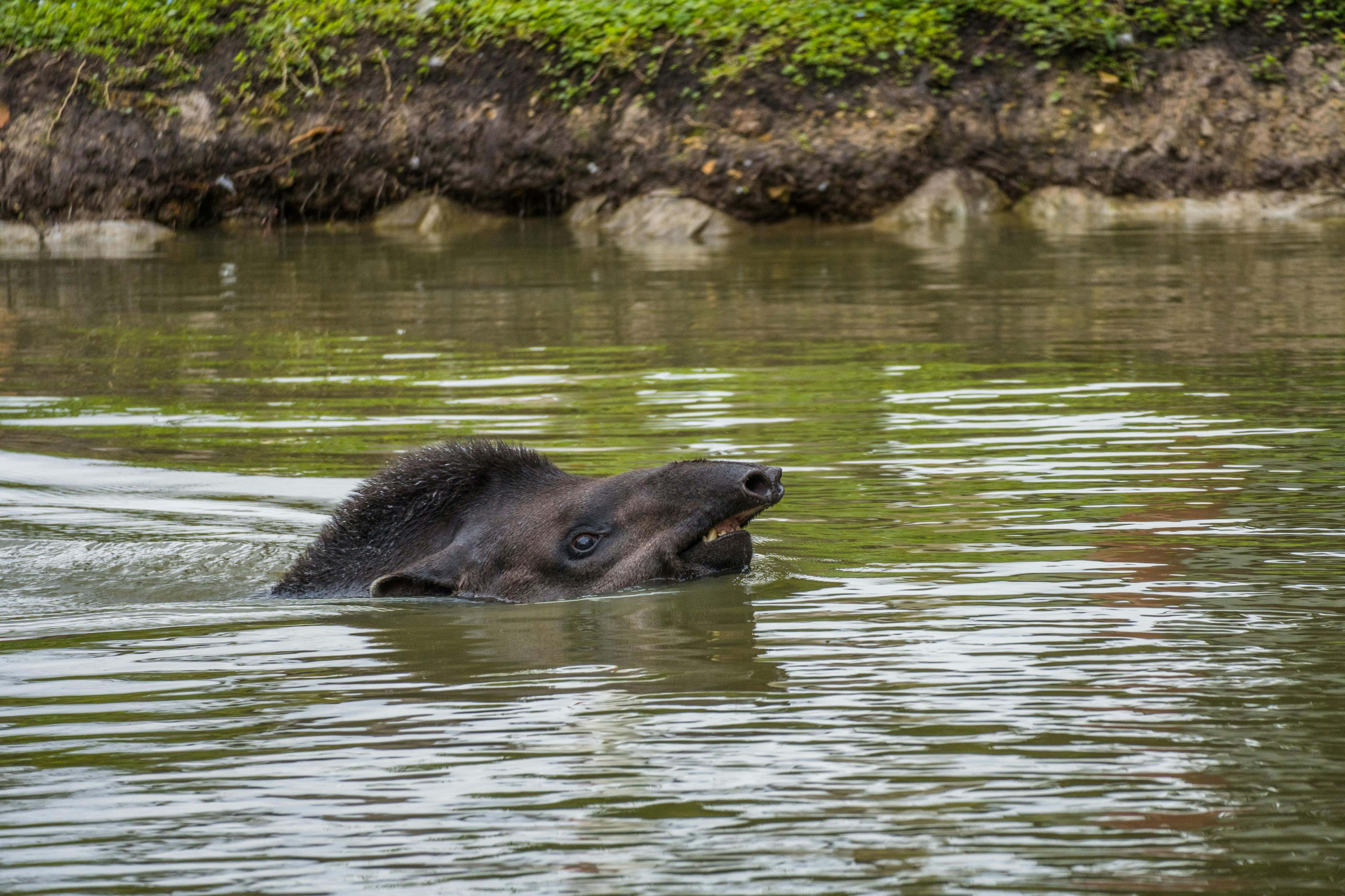 tapir, calm green water, mossy bank, 5K Desktop Wallpaper