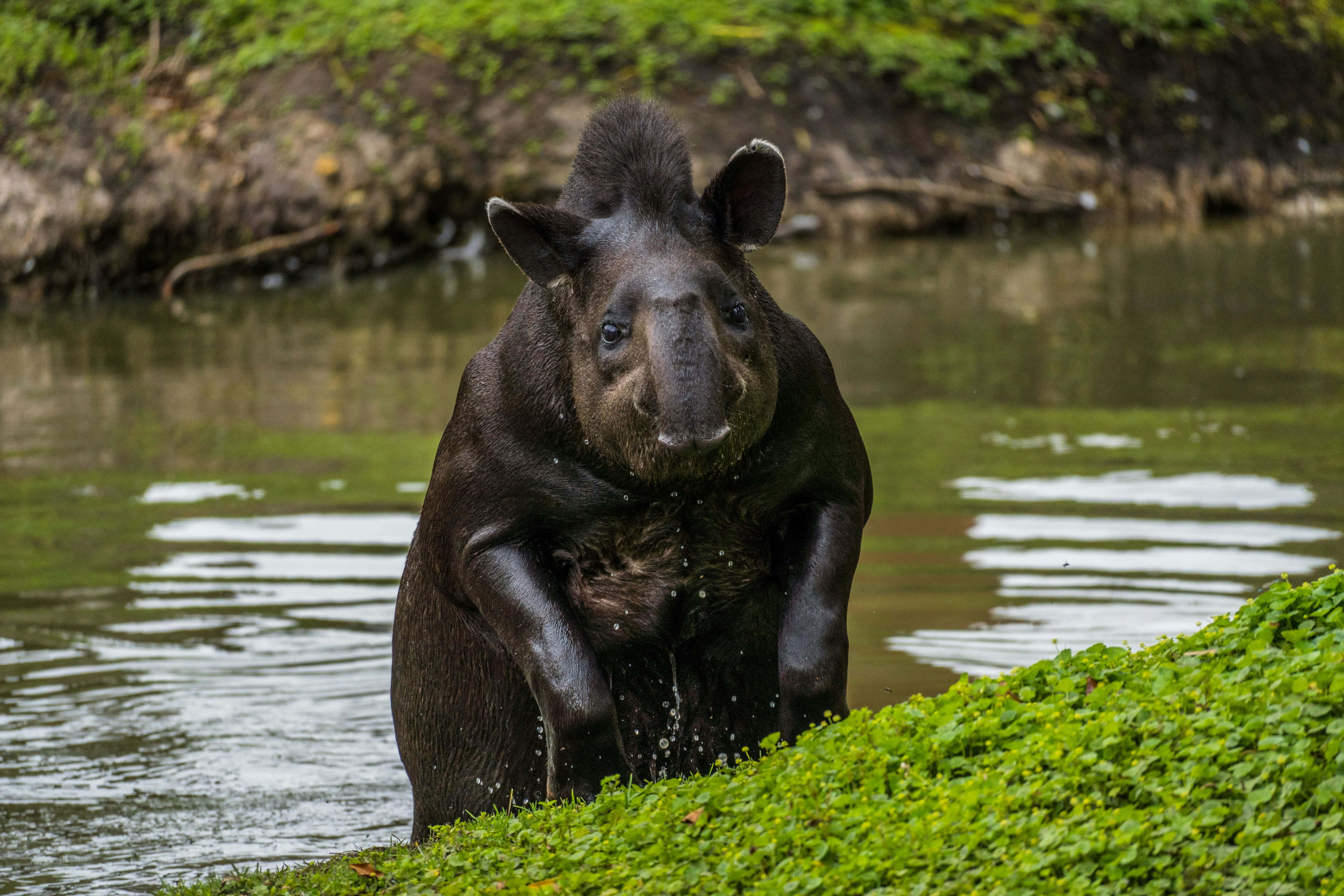 tapir, shallow water, lush green bank, 5K Desktop Wallpaper
