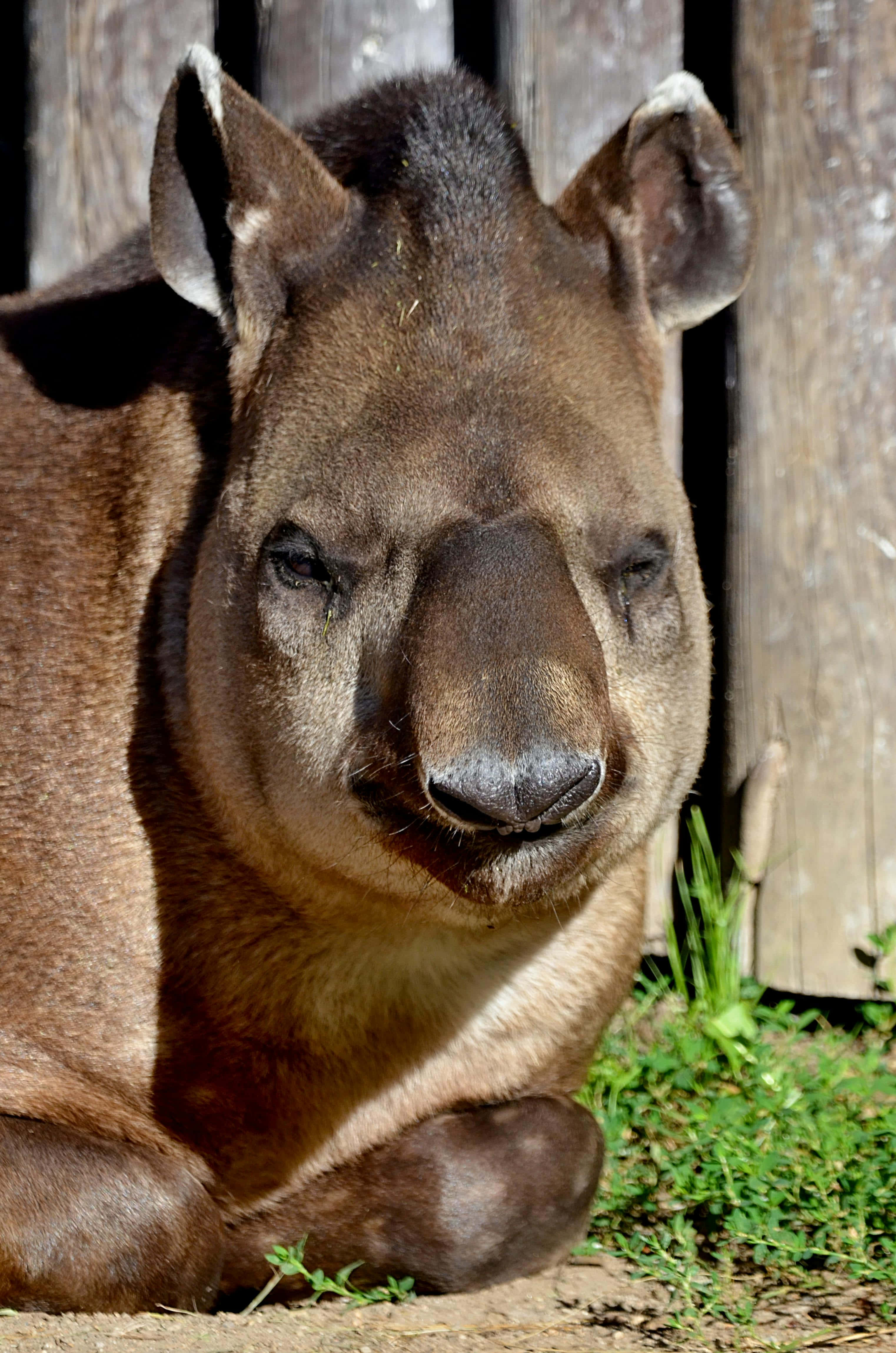 tapir, brown, weathered wooden fence, 4K Phone Wallpaper
