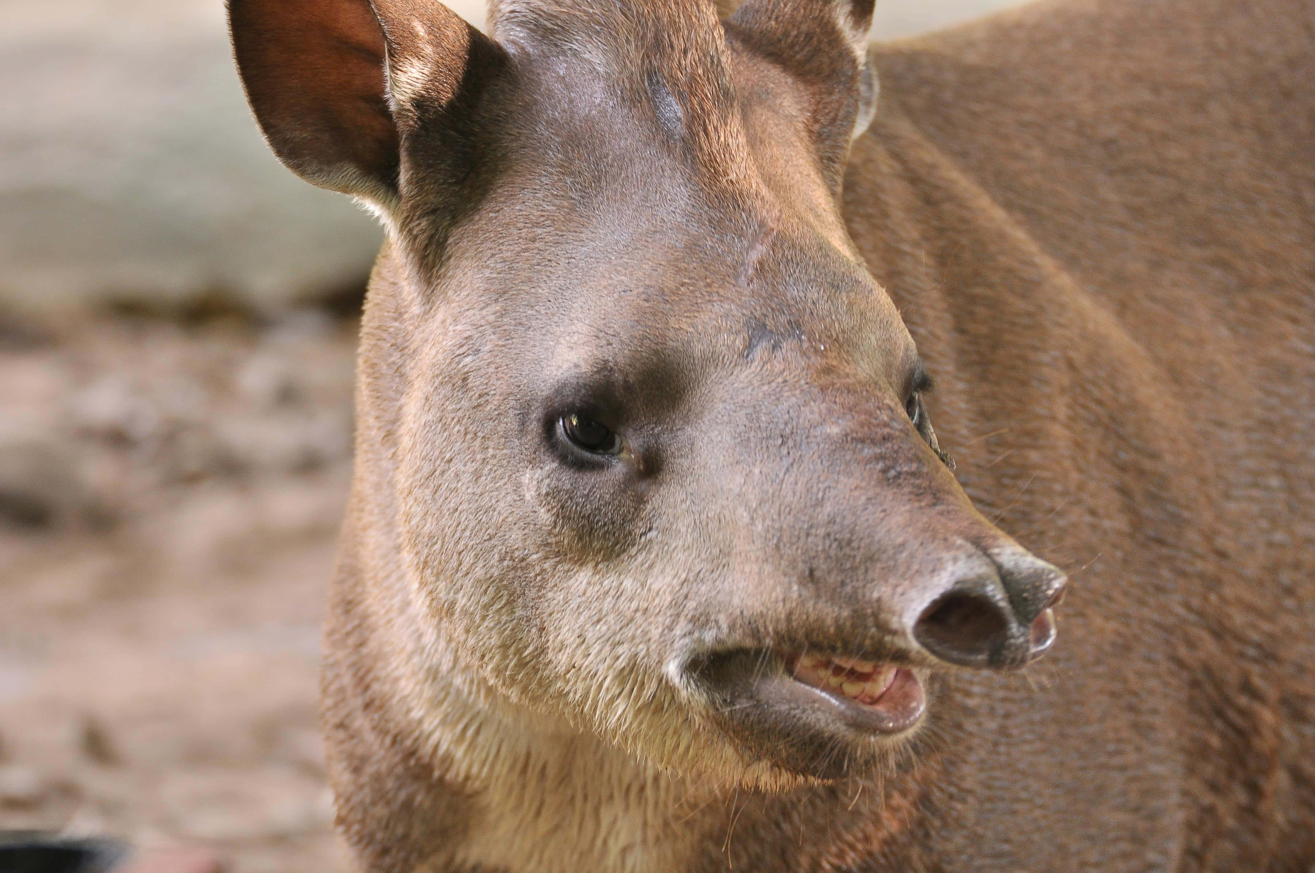 tapir, brown, dark eyes, 4K Desktop Wallpaper