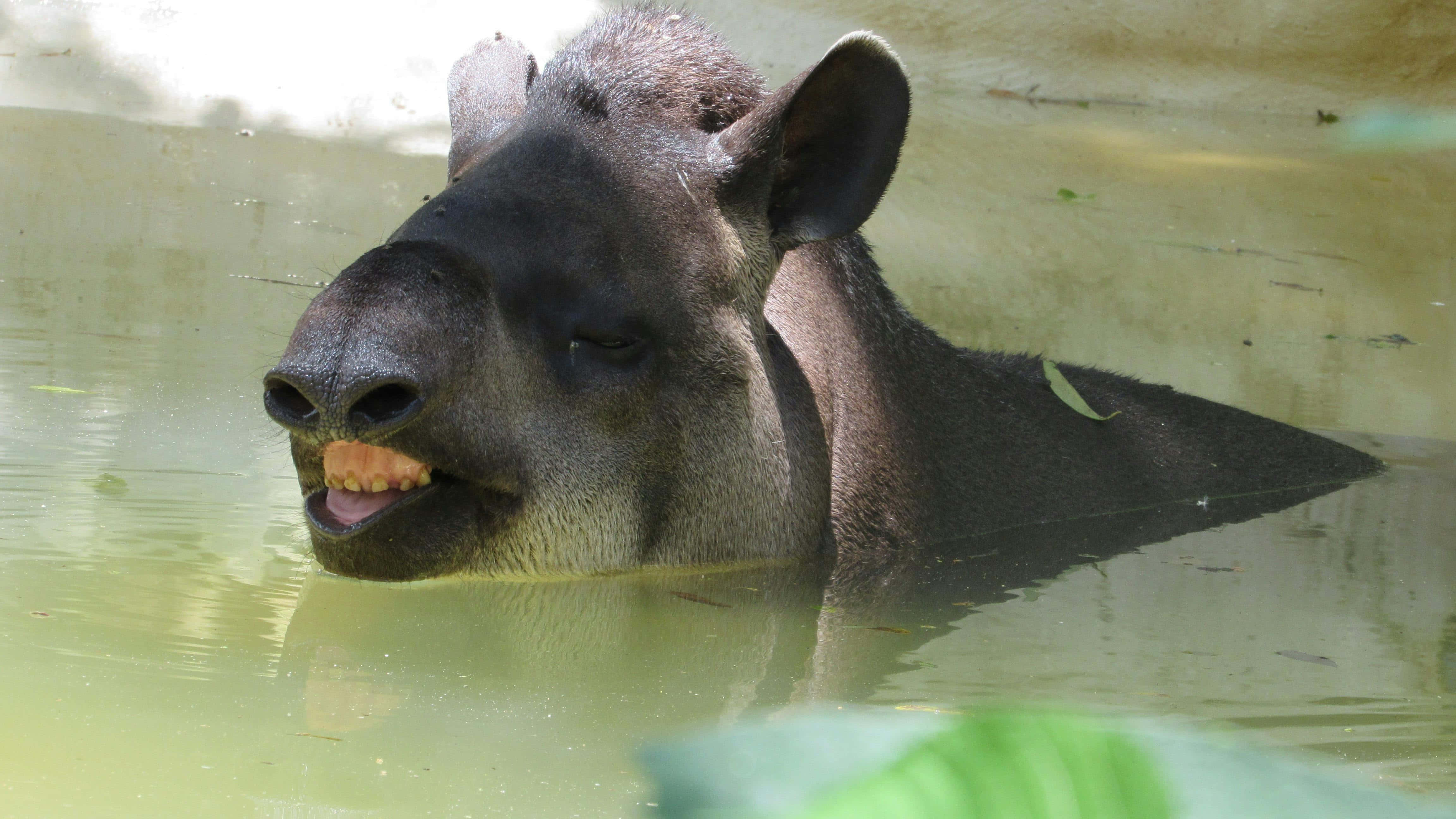 Tapir, murky green water, close-up, 4K Desktop Wallpaper