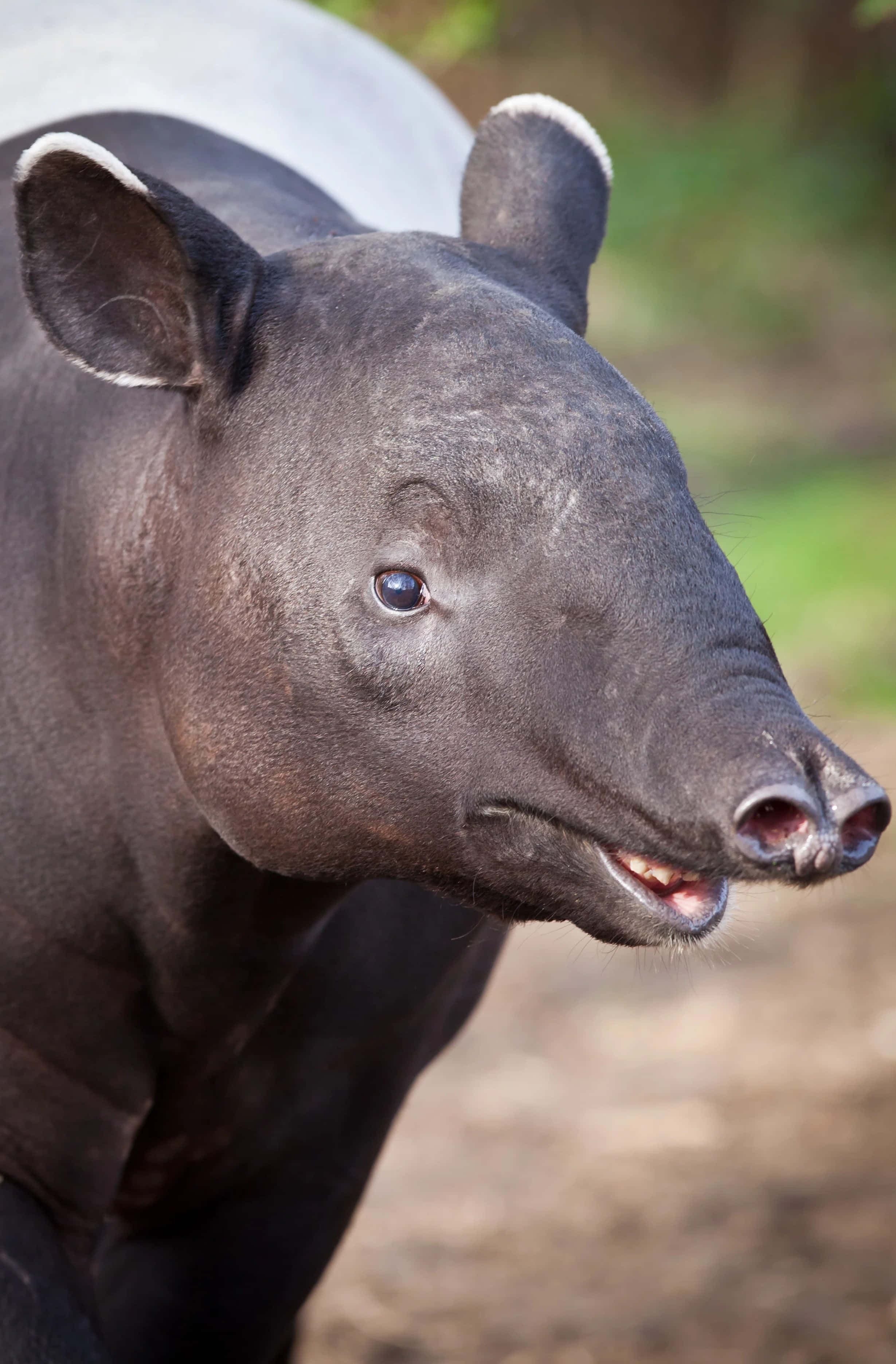tapir, dark fur, white-edged ears, 2K Phone Wallpaper