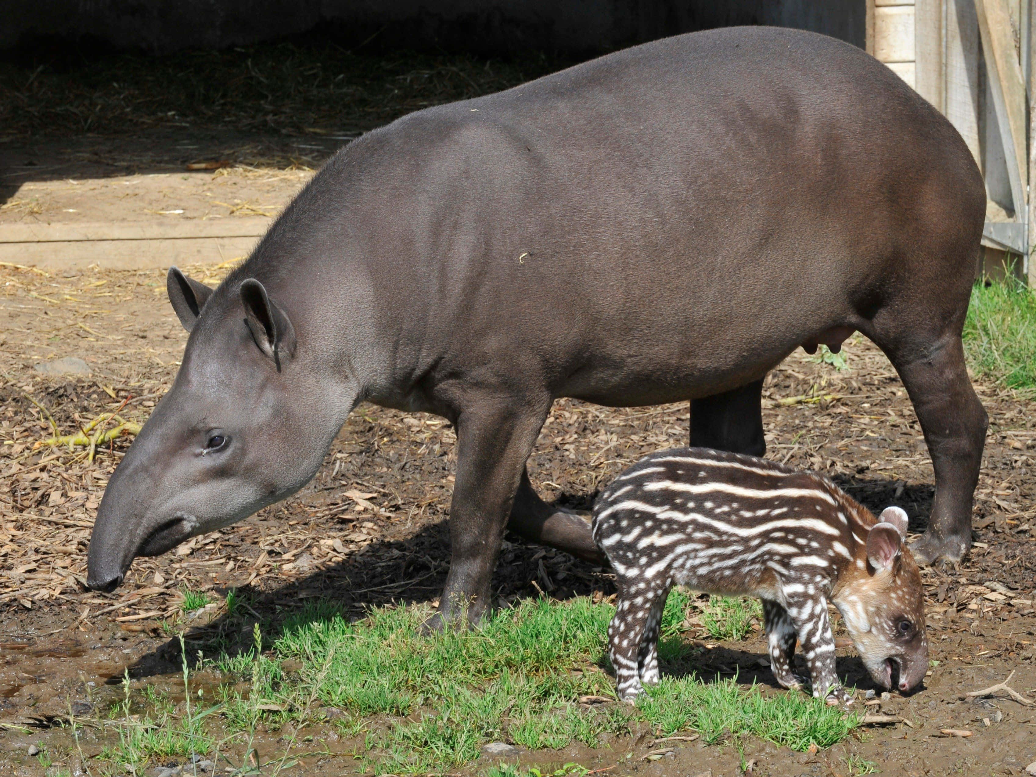 adult tapir, baby tapir, striped calf, 2K Desktop Wallpaper