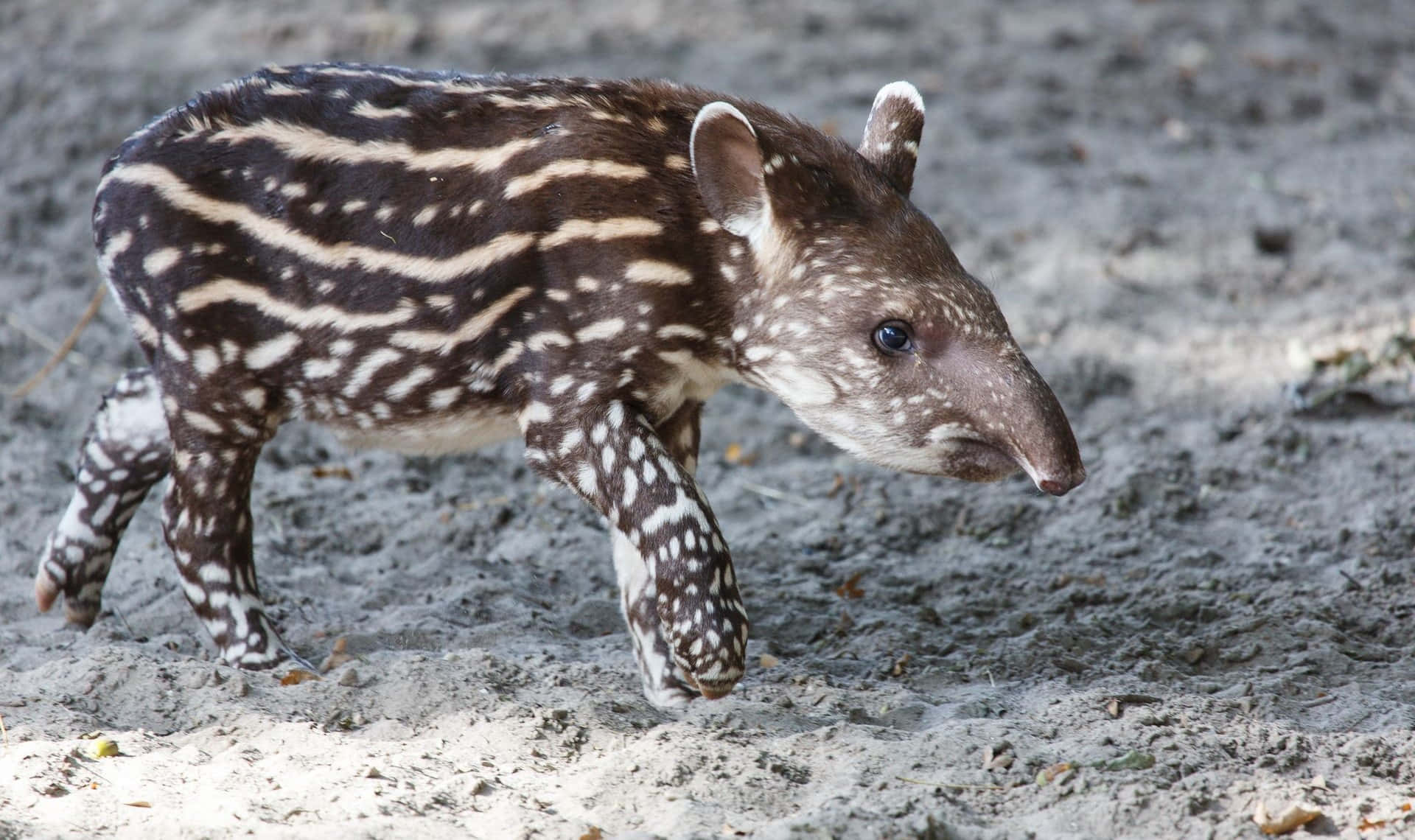 baby tapir, black and white stripes, sunlit sandy terrain, Full HD Desktop Wallpaper