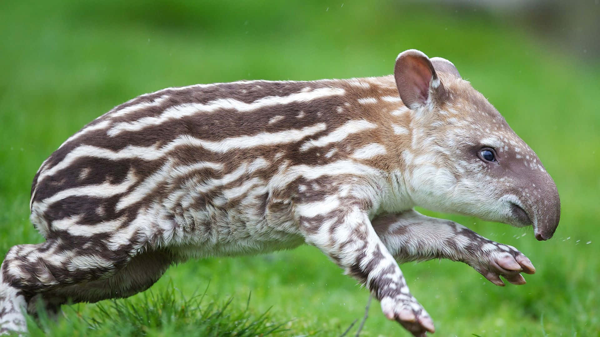 baby tapir, brown and white stripes, vibrant green grass, Full HD Desktop Wallpaper