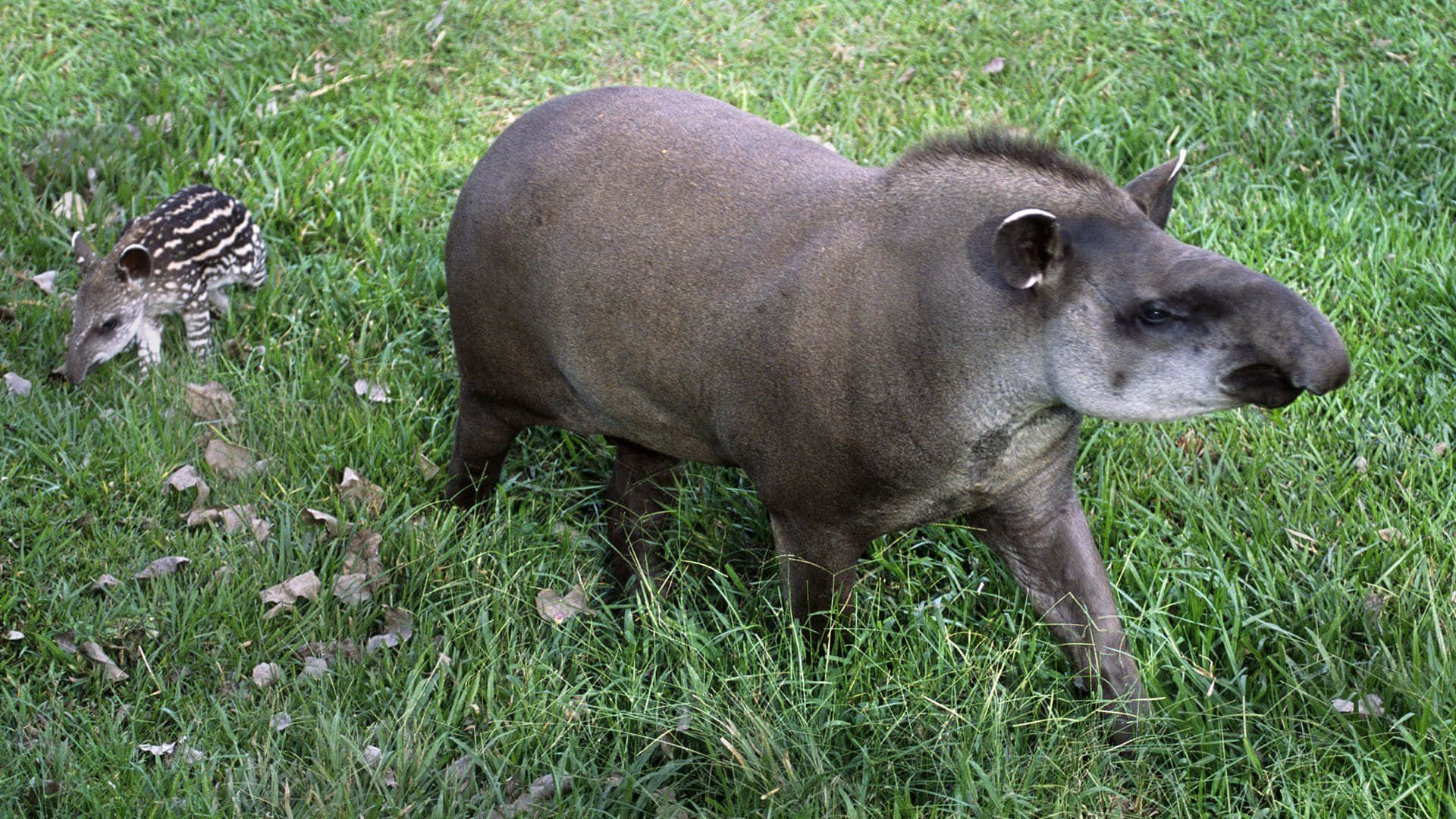 tapir, striped calf, lush green grass, Full HD Desktop Wallpaper