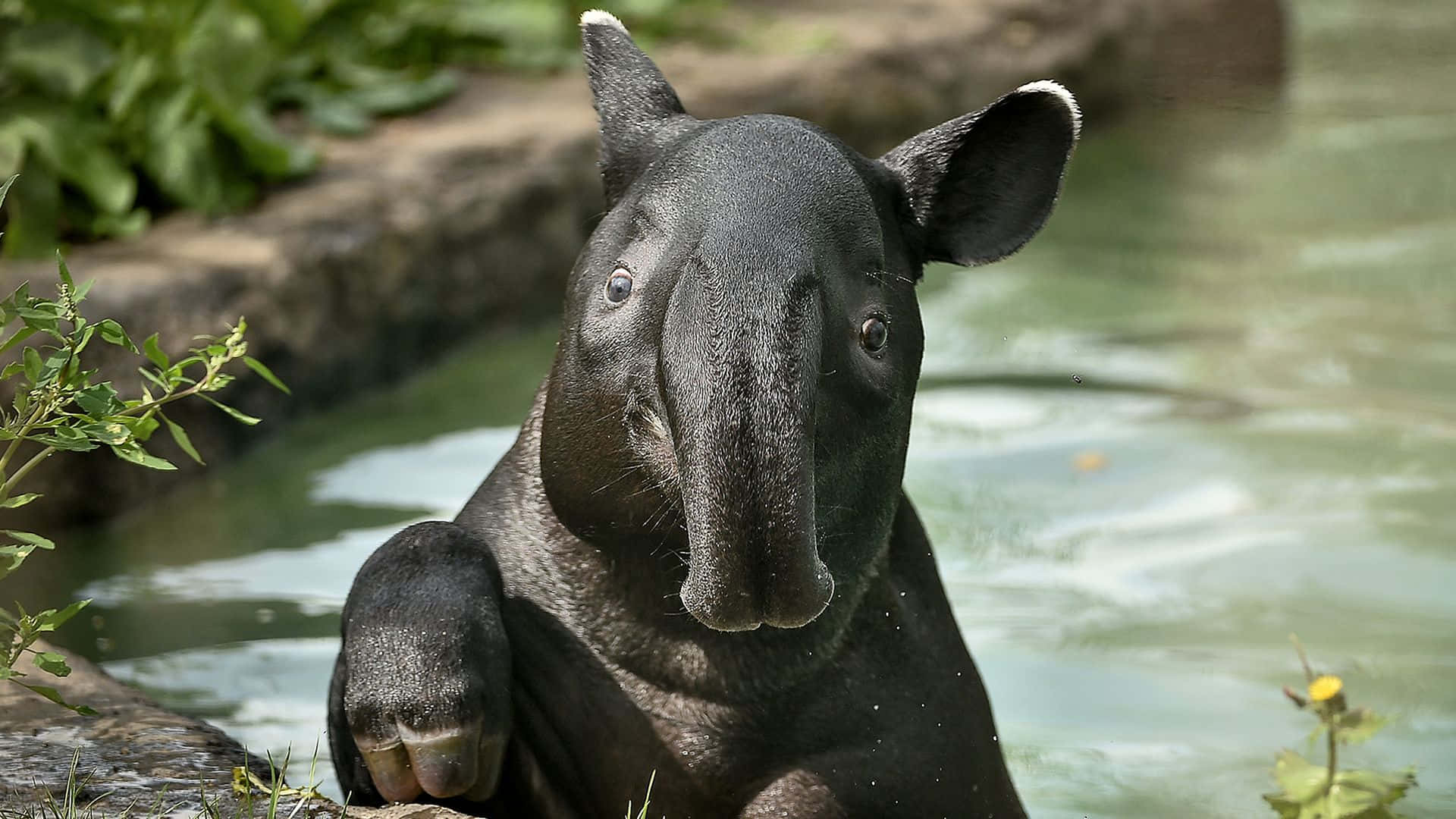 tapir, black tapir, murky water pool, Full HD Desktop Wallpaper
