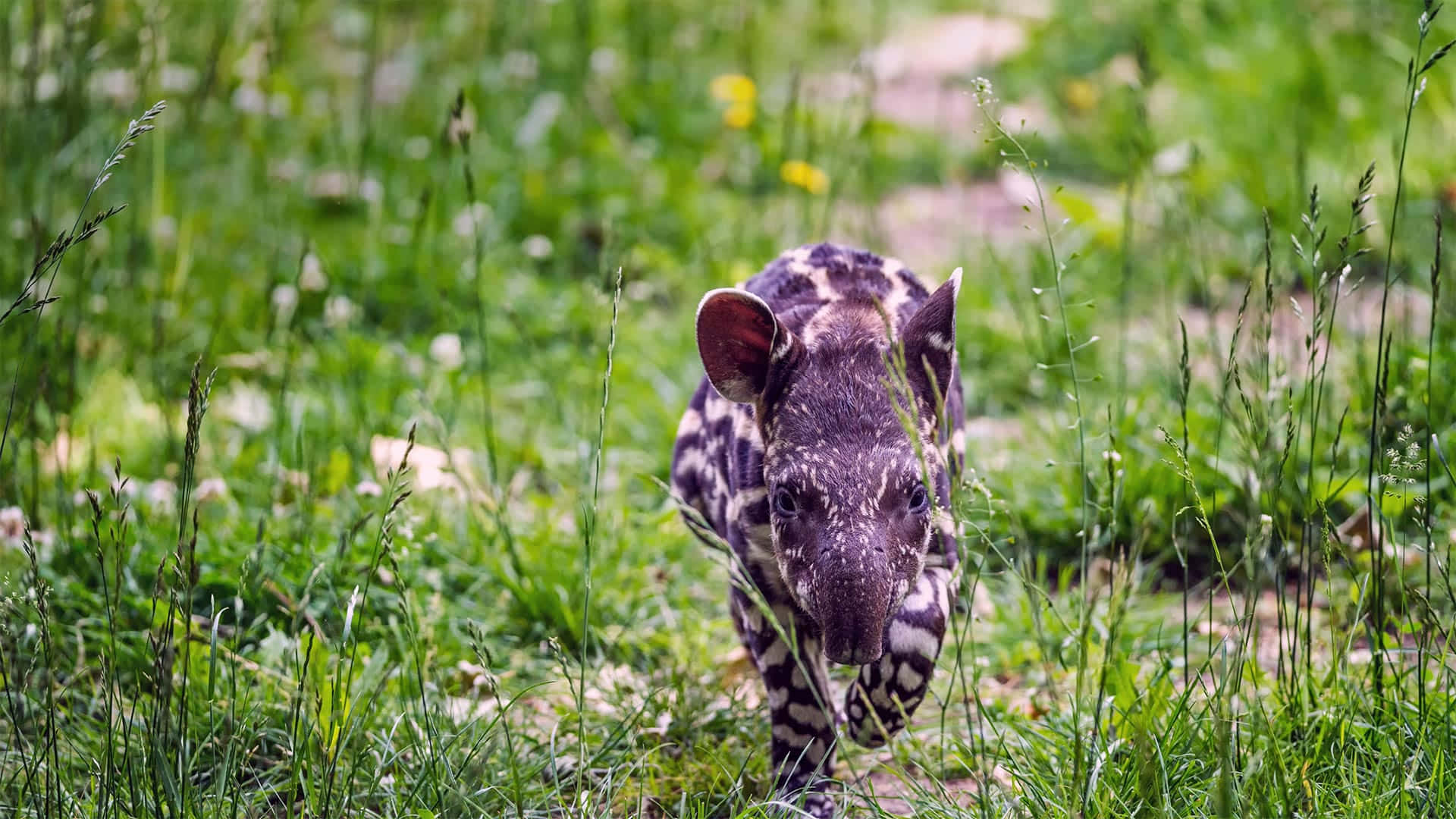 Baby Tapirin Grass, spotted tapir, large ears, Full HD Desktop Wallpaper