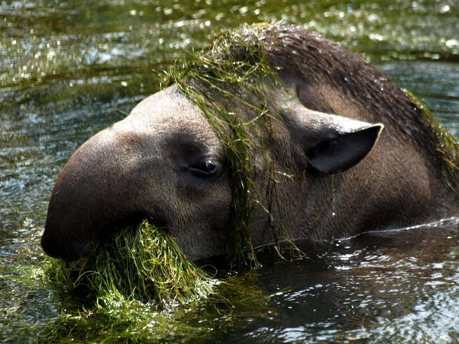 tapir, green aquatic plants, submerged in water, HD Desktop Wallpaper