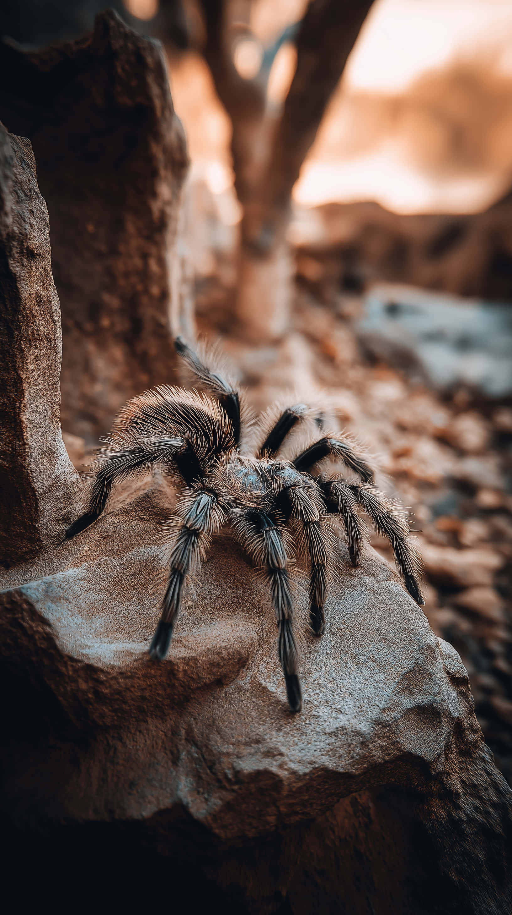 tarantula, textured rocks, desert landscape, 2K Phone Wallpaper