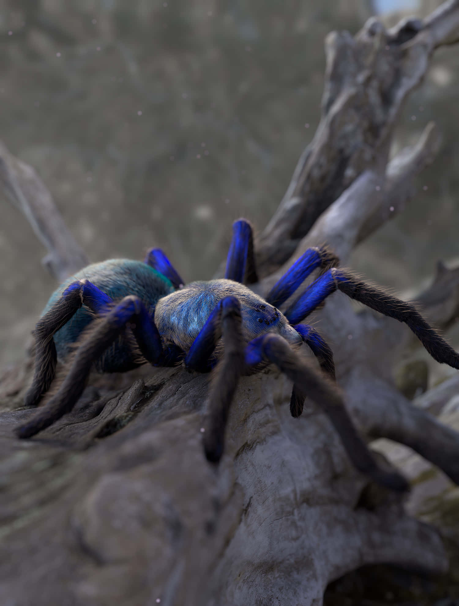 vibrant blue tarantula, iridescent legs, weathered gray driftwood, Full HD Phone Wallpaper