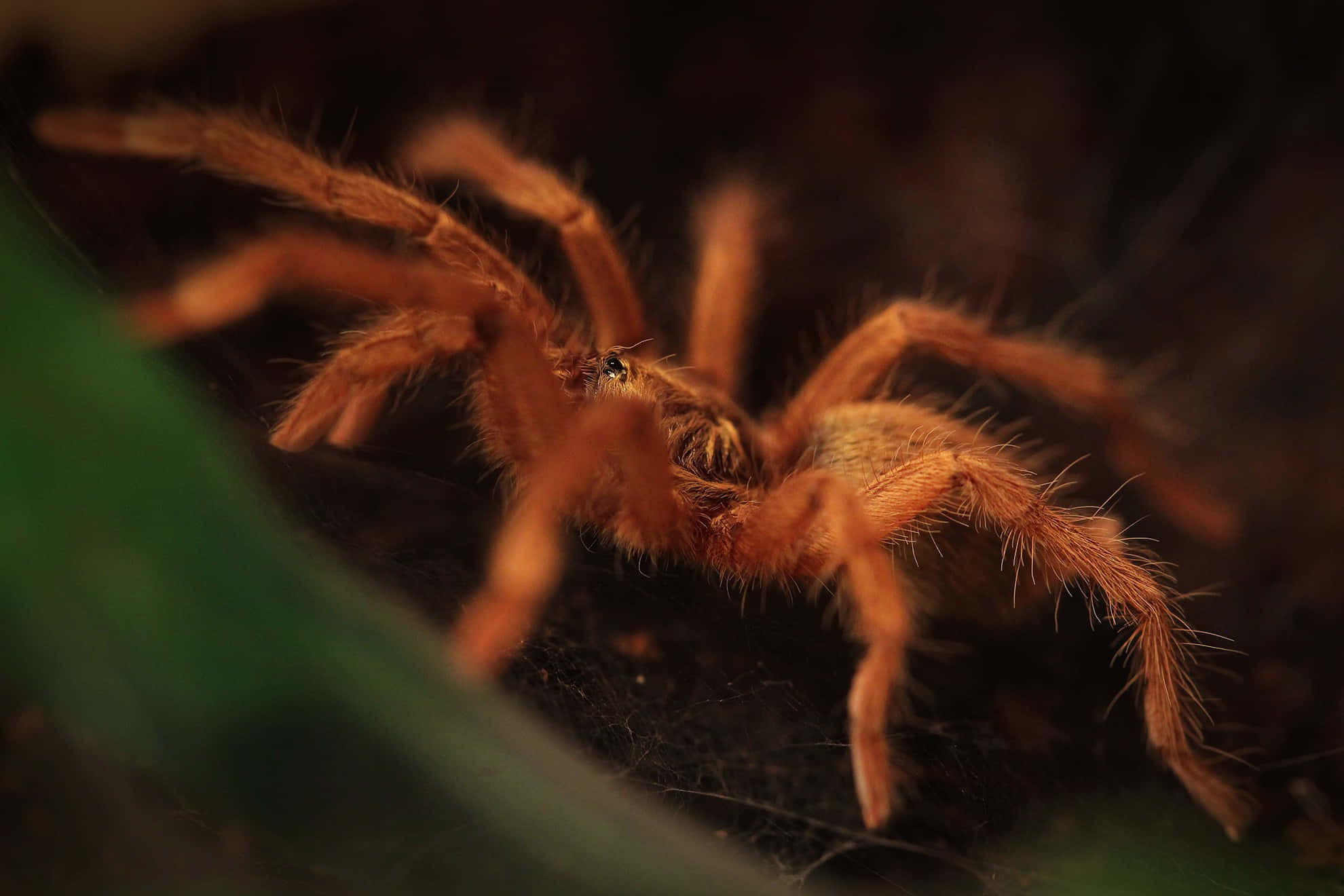 tarantula, fluffy orange, hairy legs, Full HD Desktop Wallpaper