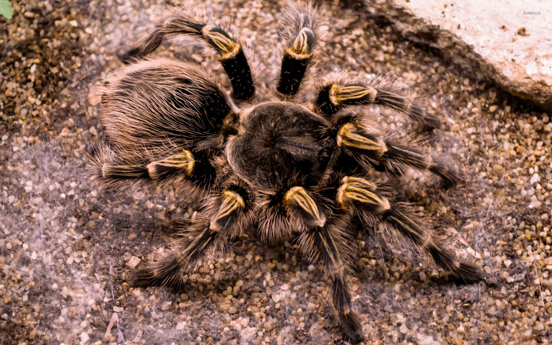 tarantula, black and yellow striped legs, coarse sandy ground, Full HD Desktop Wallpaper