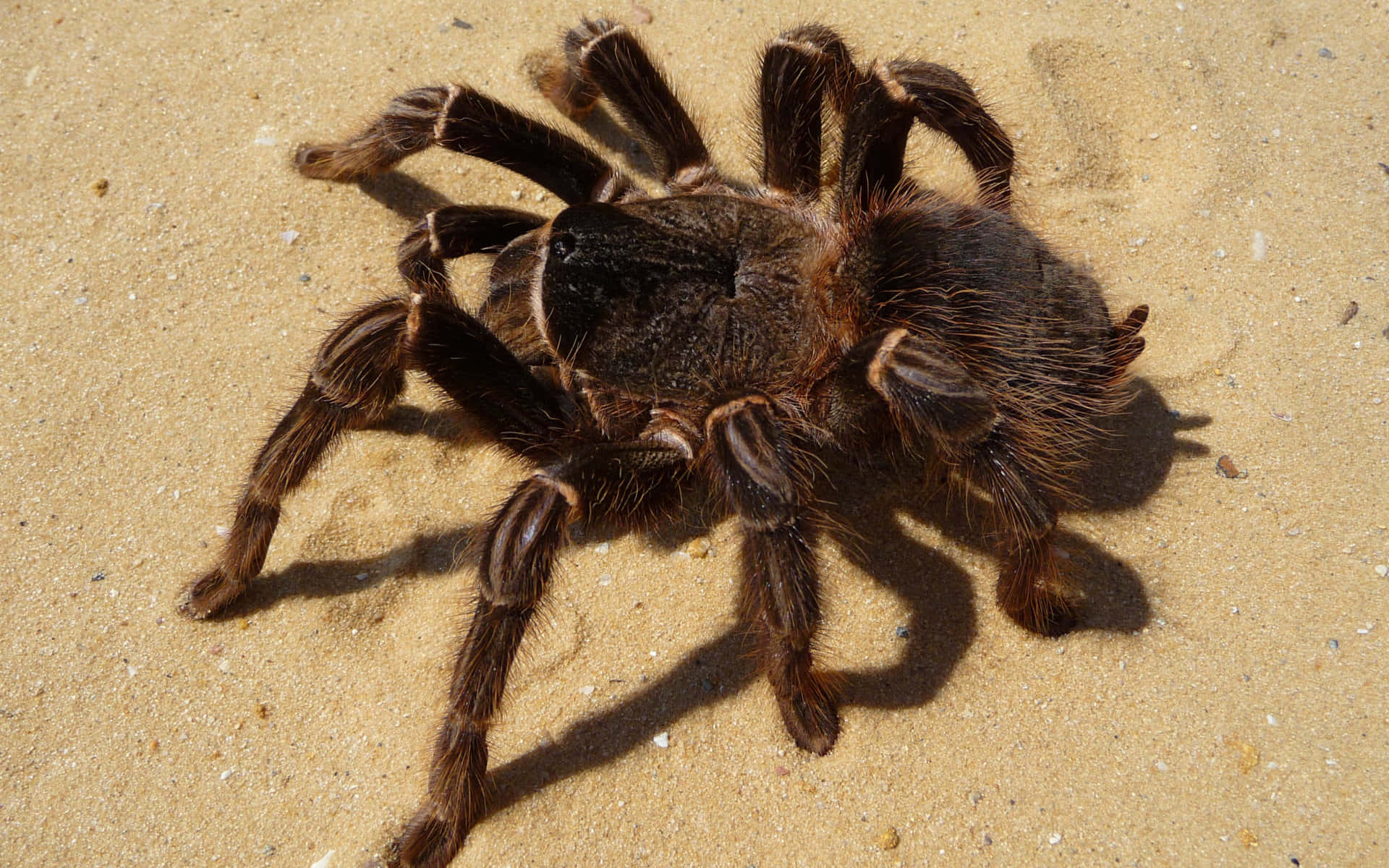Tarantula, golden sand, sunlit, Full HD Desktop Wallpaper