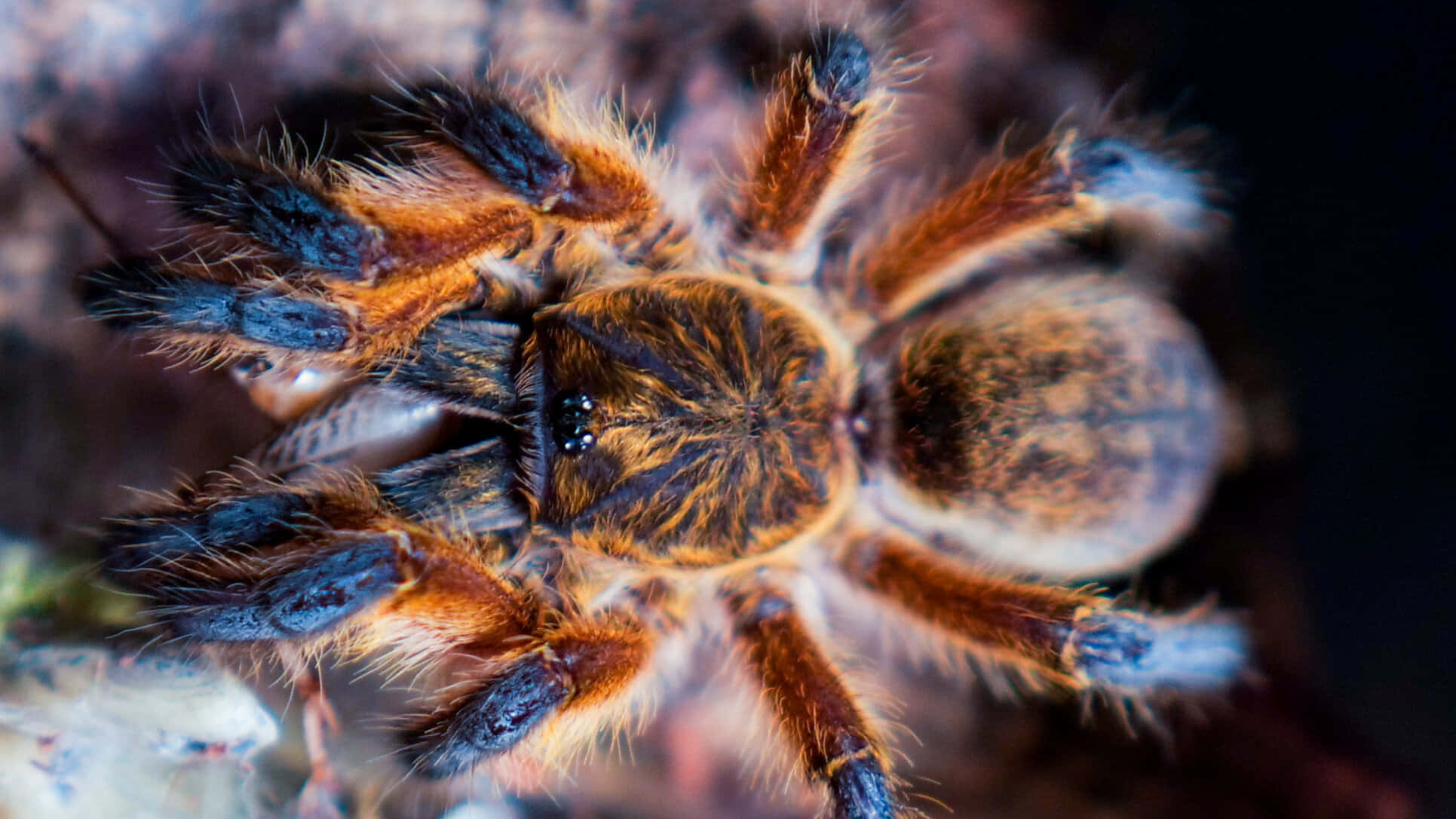 tarantula, orange and blue legs, dark textured surface, Full HD Desktop Wallpaper