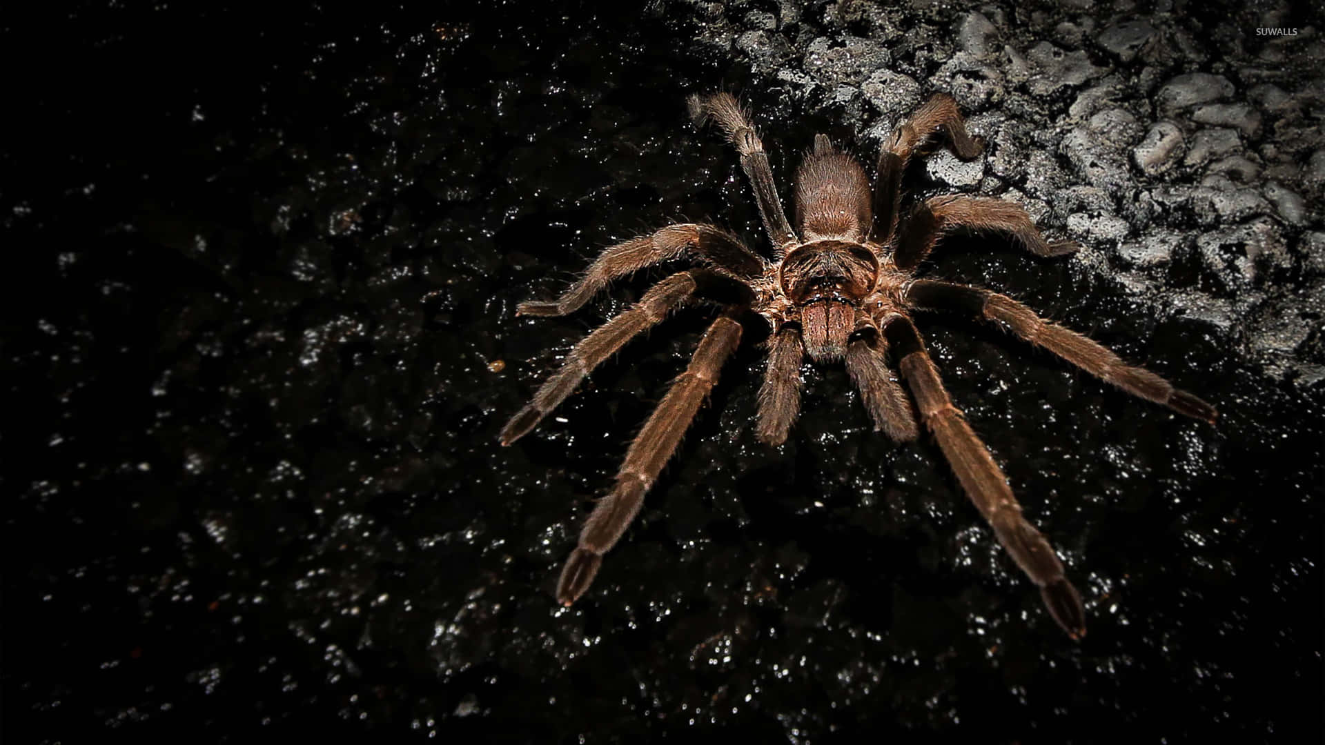 Dark Tarantula, nighttime, dark wet gravel, Full HD Desktop Wallpaper