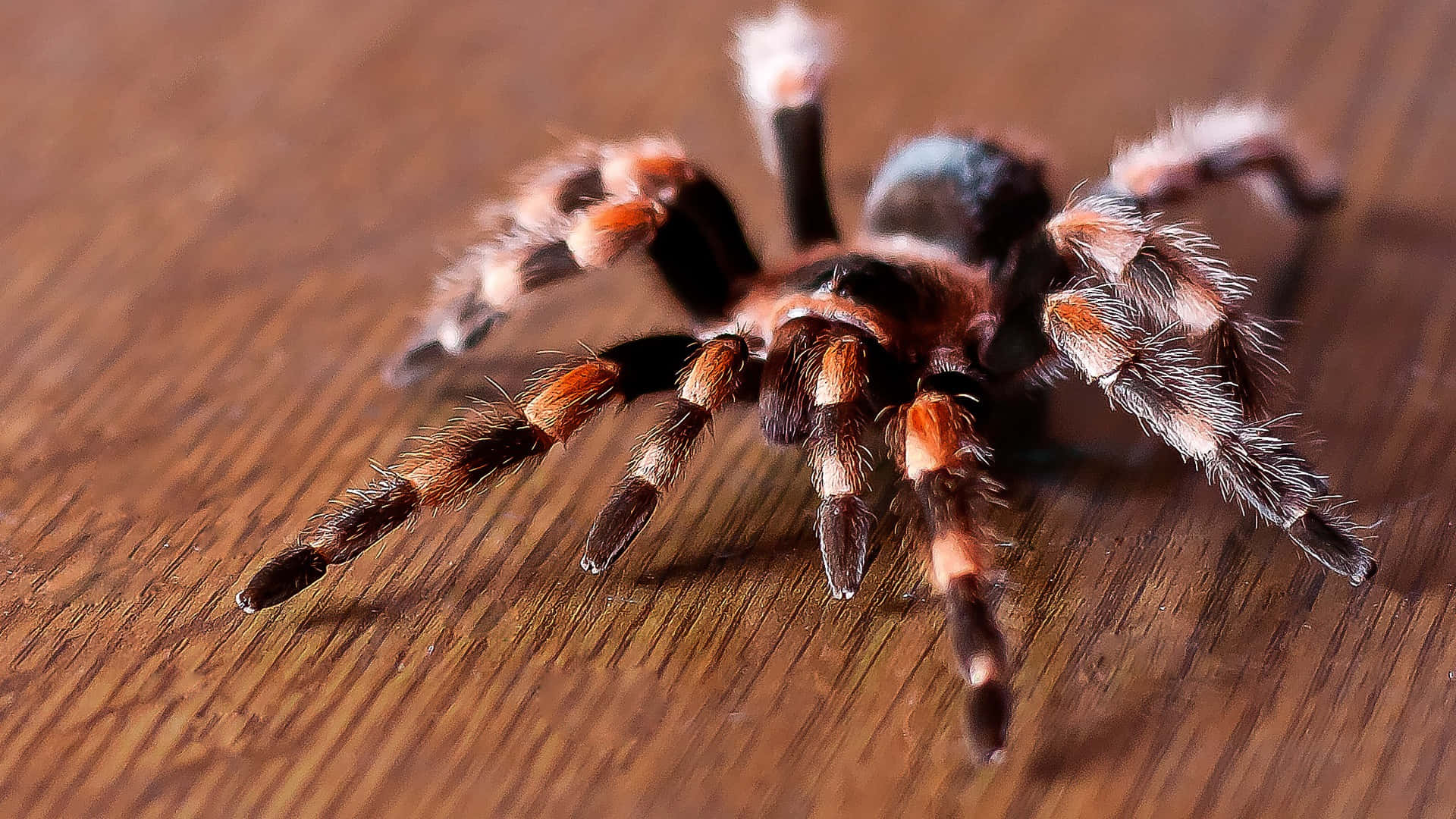 tarantula, orange and black legs, wooden floor, Full HD Desktop Wallpaper