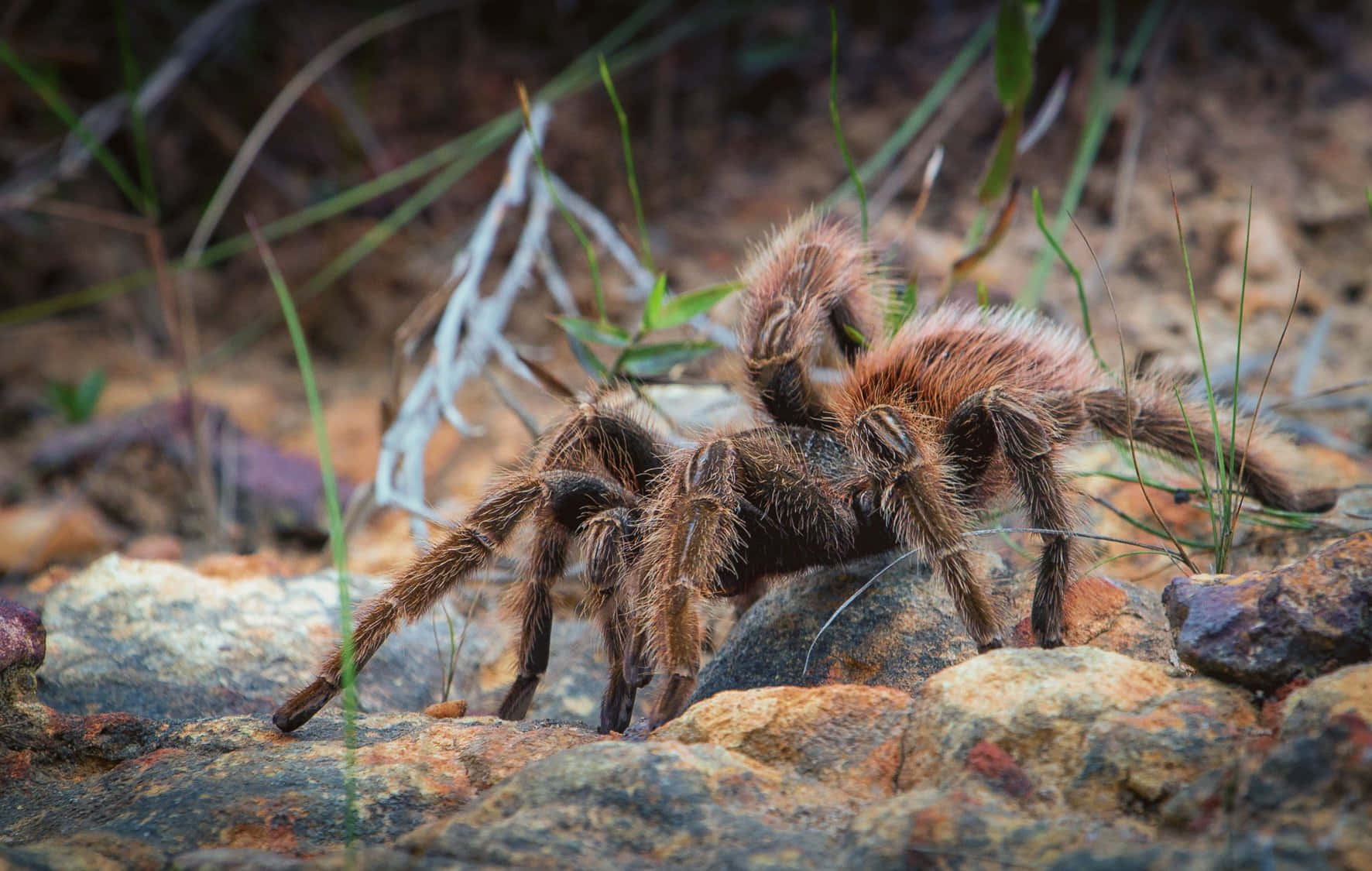 Tarantula, natural habitat, reddish-brown fur, HD Desktop Wallpaper