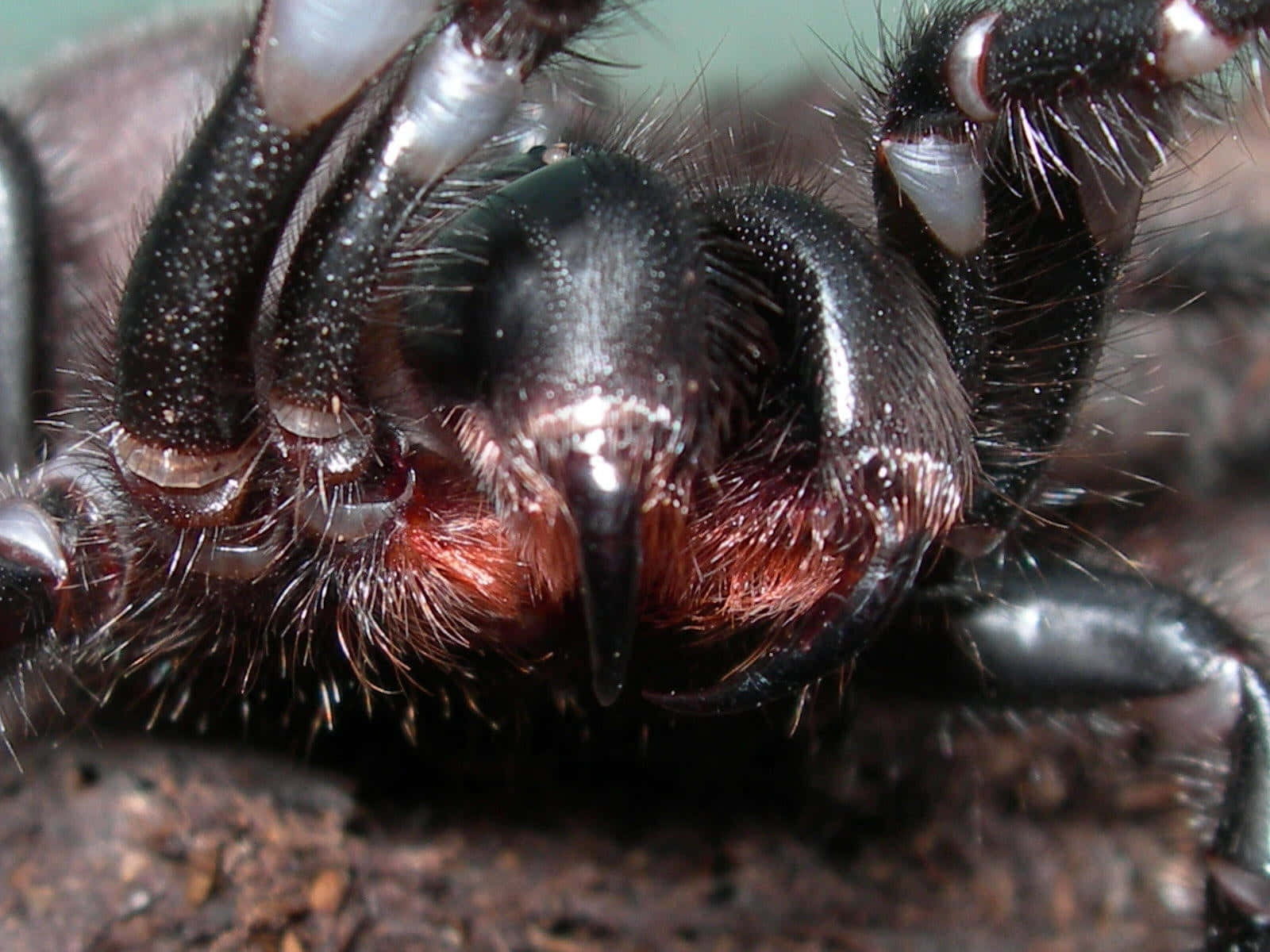 tarantula, glossy black, red hairs, HD Desktop Wallpaper