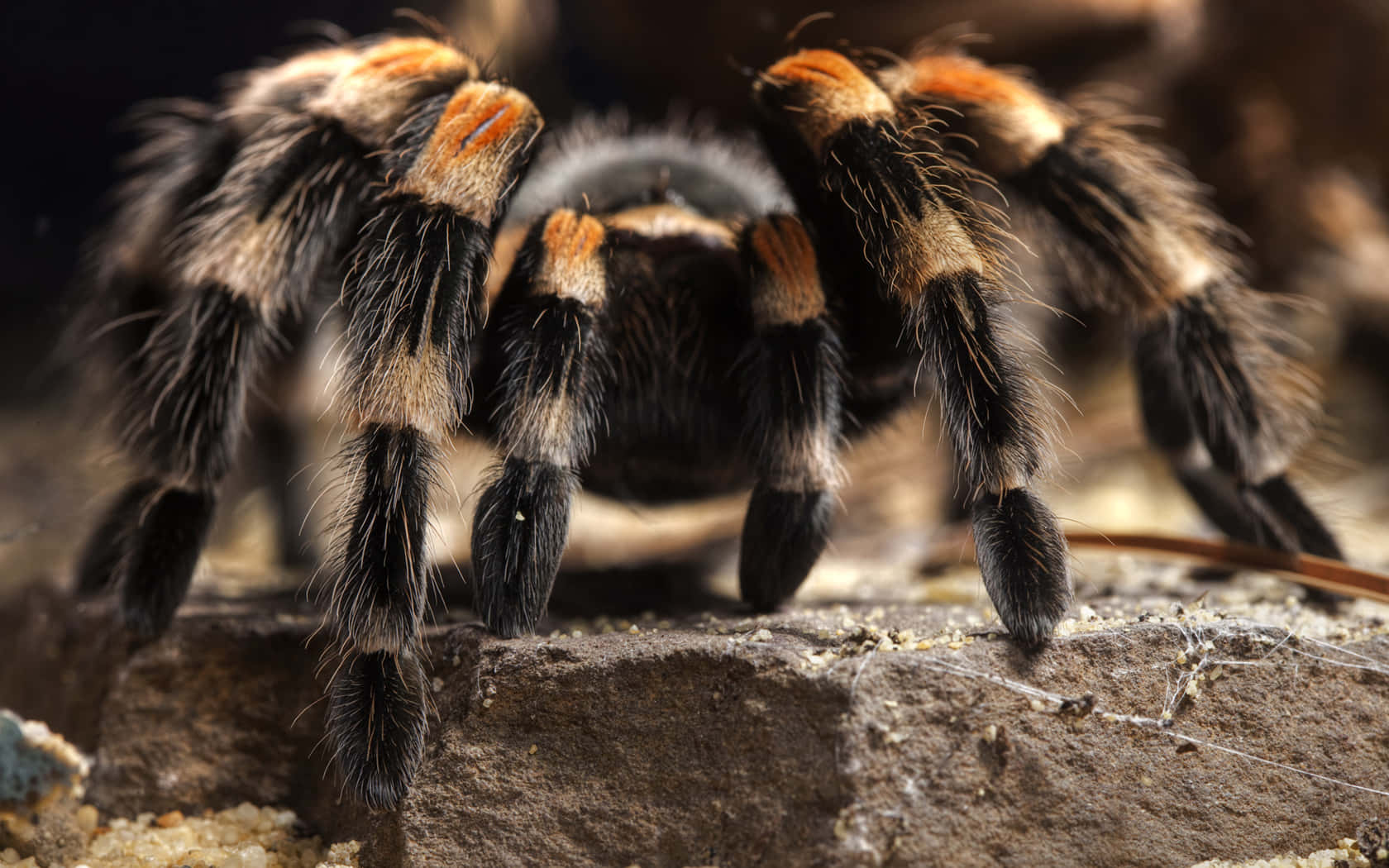 tarantula, orange and black legs, rough stone surface, HD Desktop Wallpaper