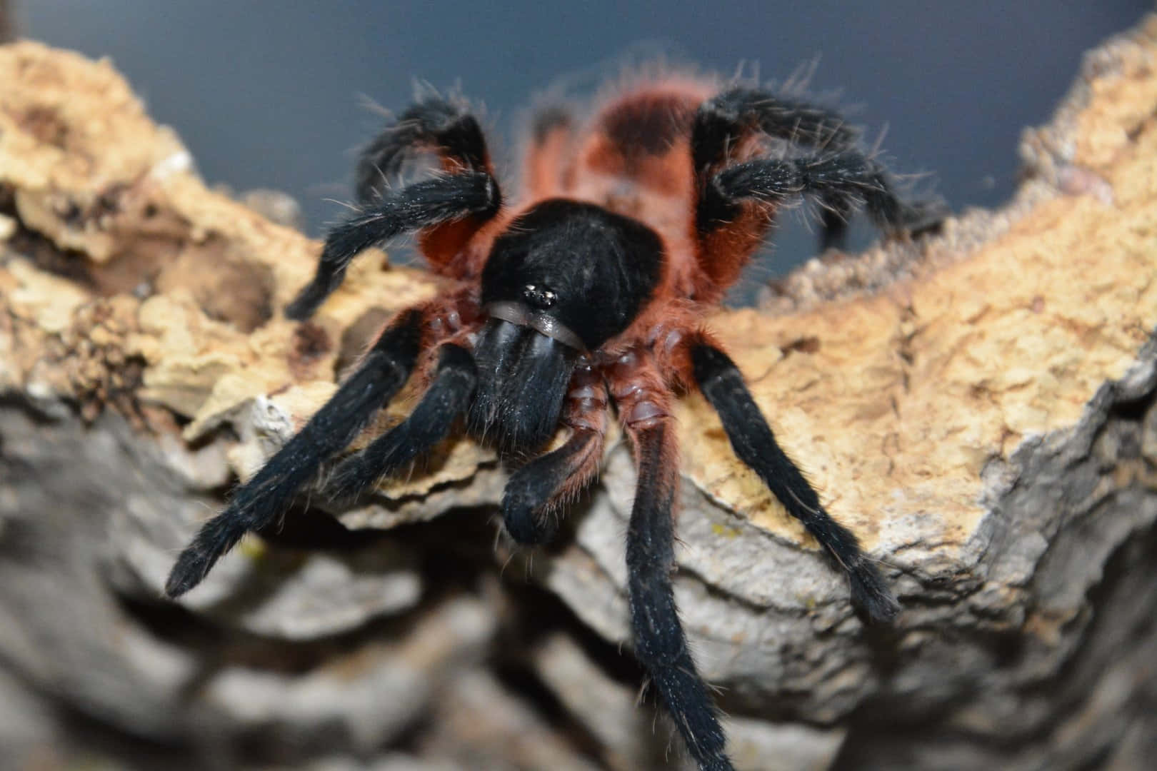 tarantula, orange and black, dense hairs, HD Desktop Wallpaper