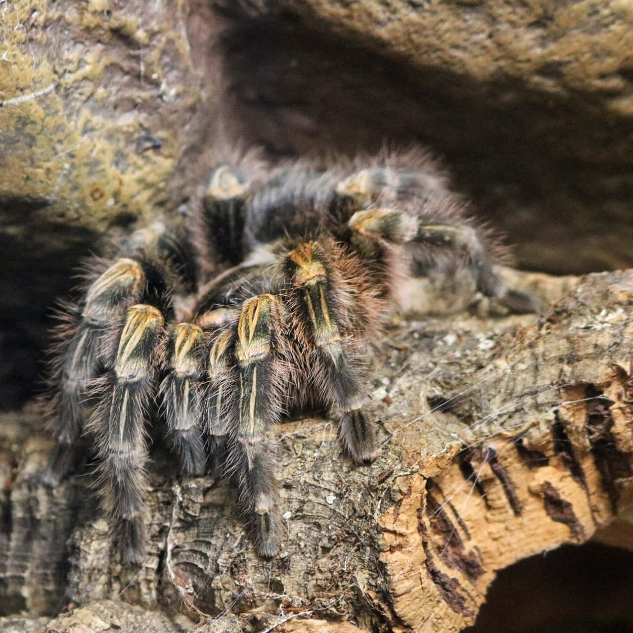 tarantula, striped legs, rough bark, HD Desktop Wallpaper