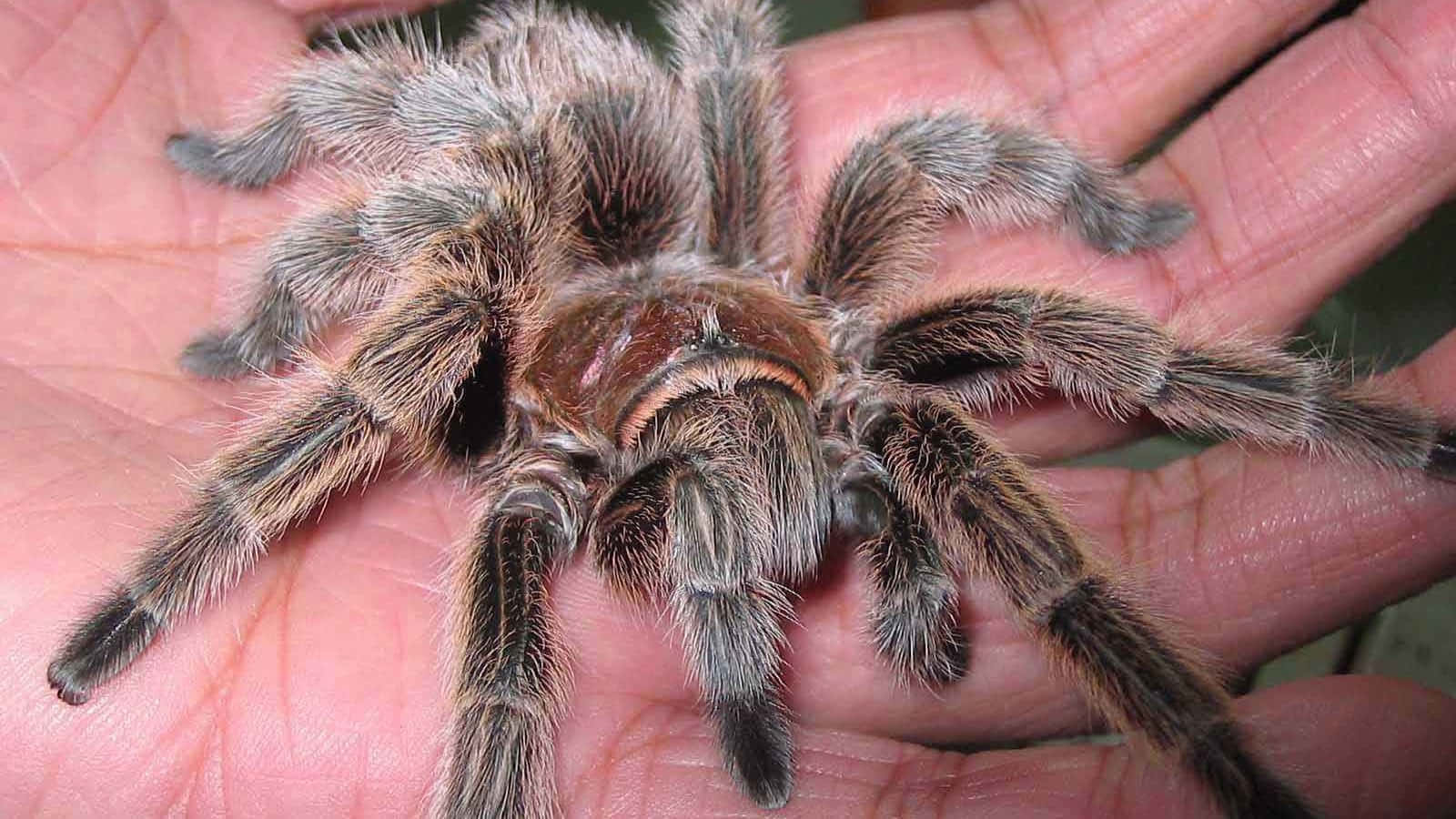 tarantula, human hand, gray, HD Desktop Wallpaper