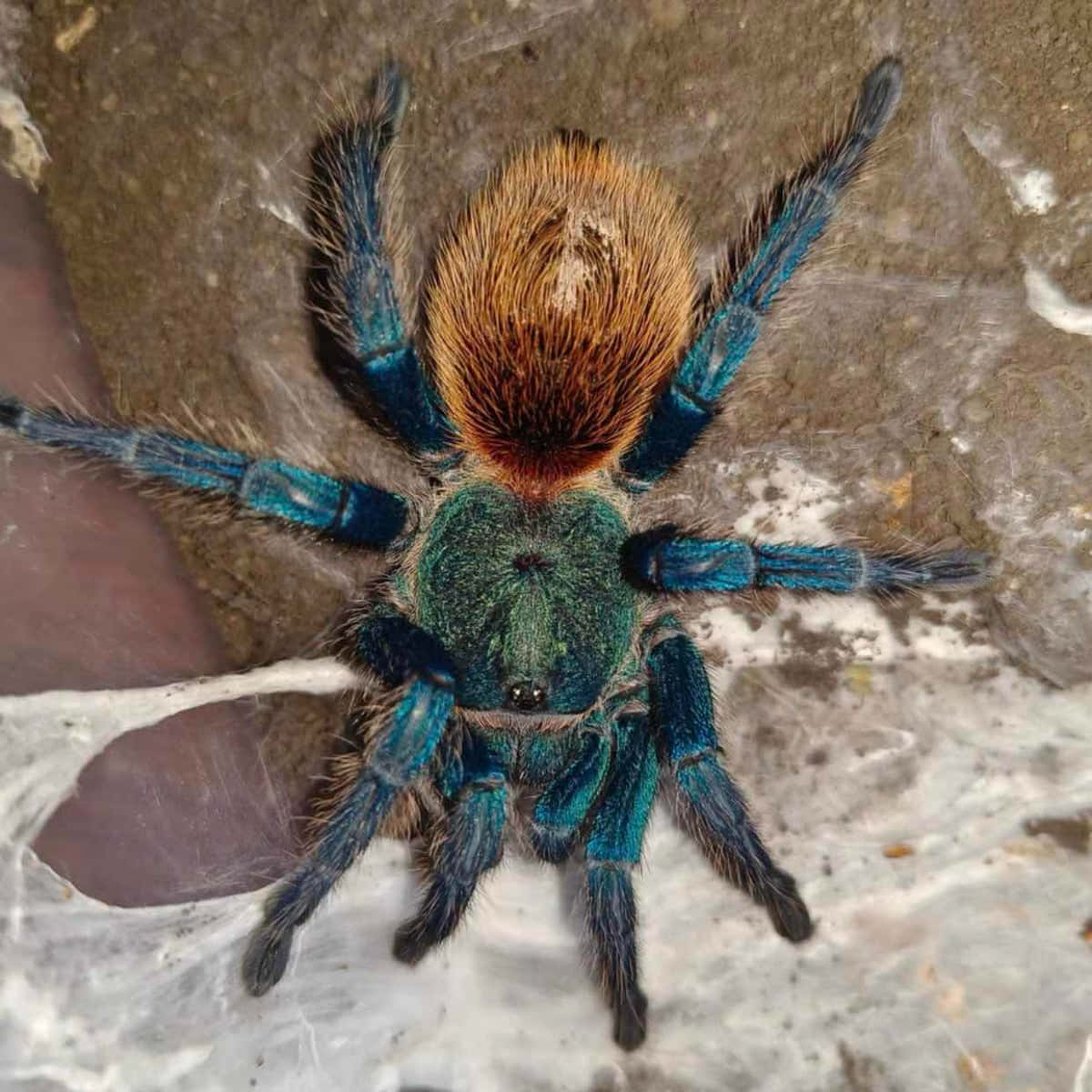 vibrant blue tarantula, orange tarantula, furry legs, SD Desktop Wallpaper