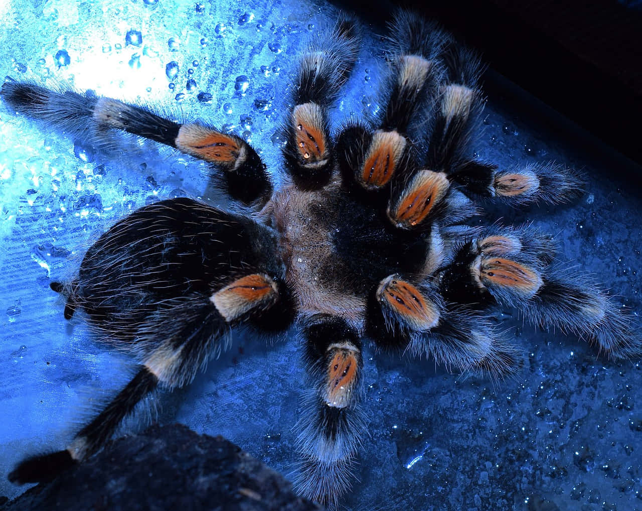 blue hued tarantula, wet blue surface, black and orange markings, HD Desktop Wallpaper