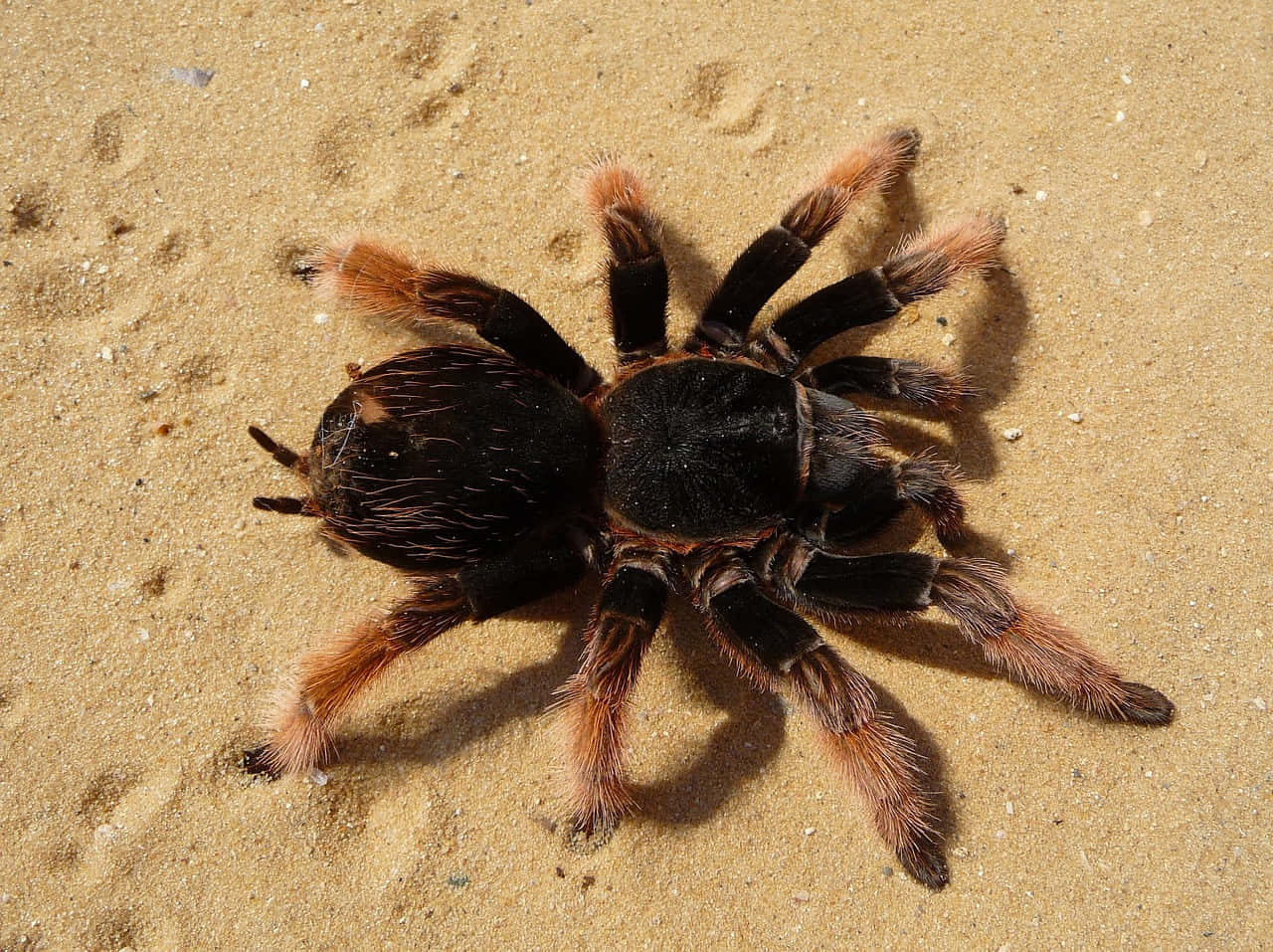 Tarantula, black body, orange legs, HD Desktop Wallpaper