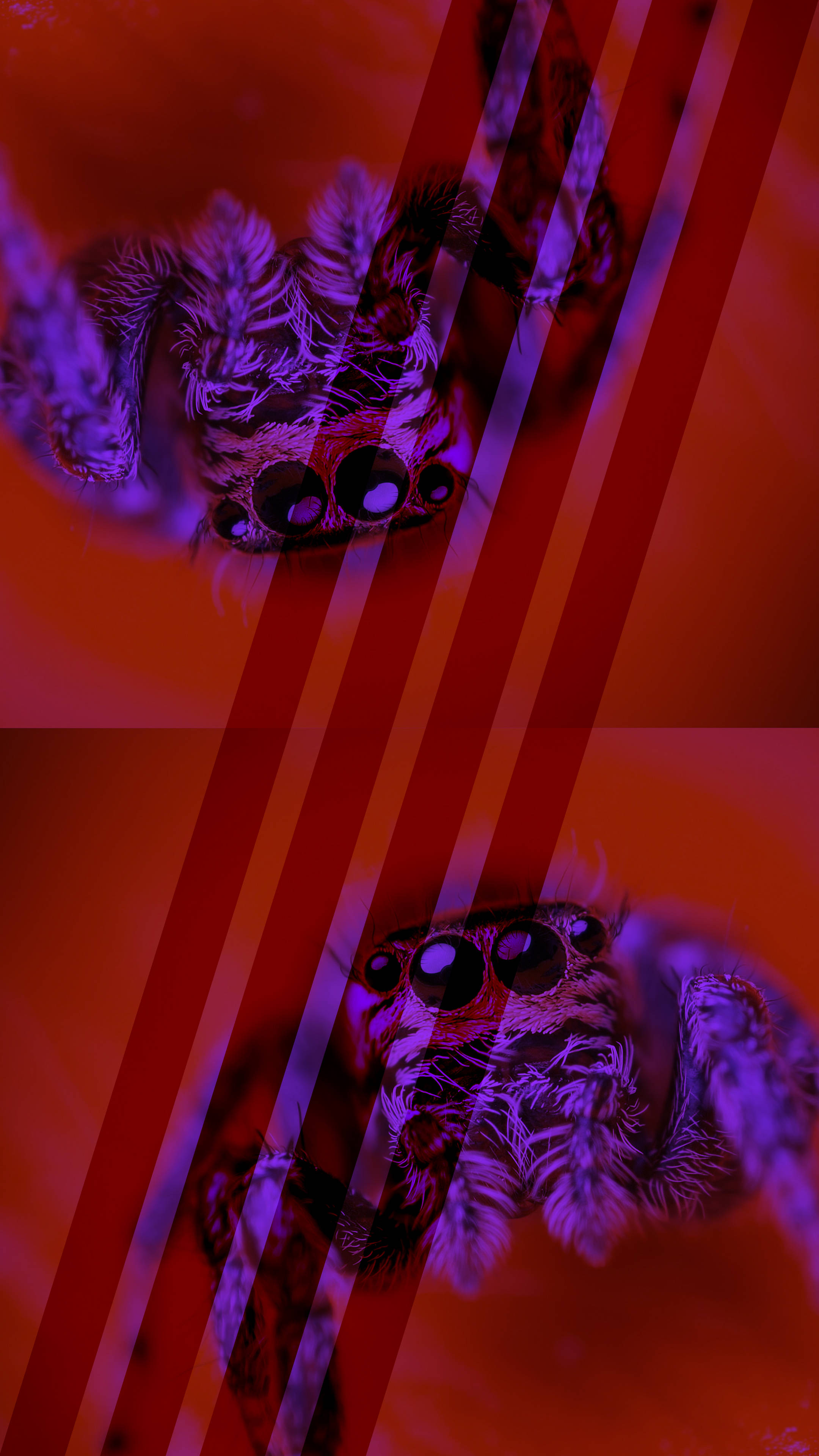 ugly tarantula, furry jumping spider, large reflective eyes, 4K Phone Wallpaper