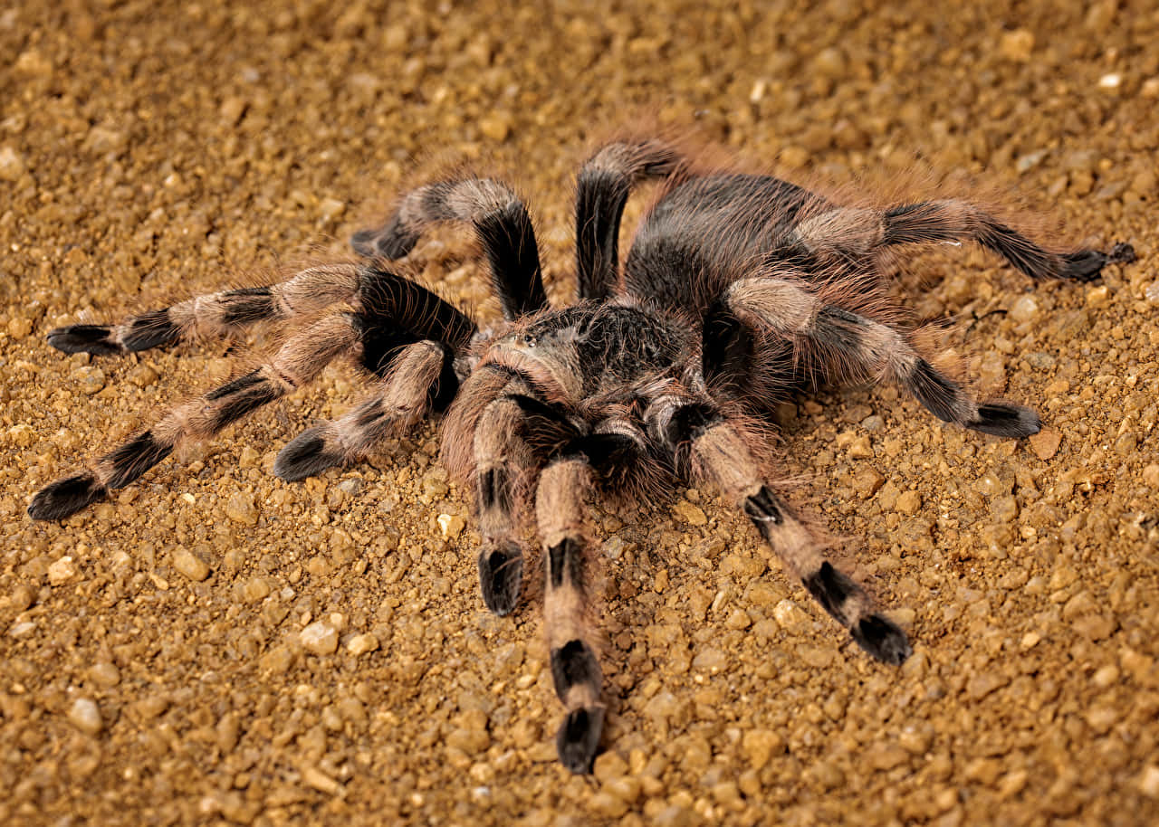 Tarantula, sandy terrain, black and tan banded legs, HD Desktop Wallpaper