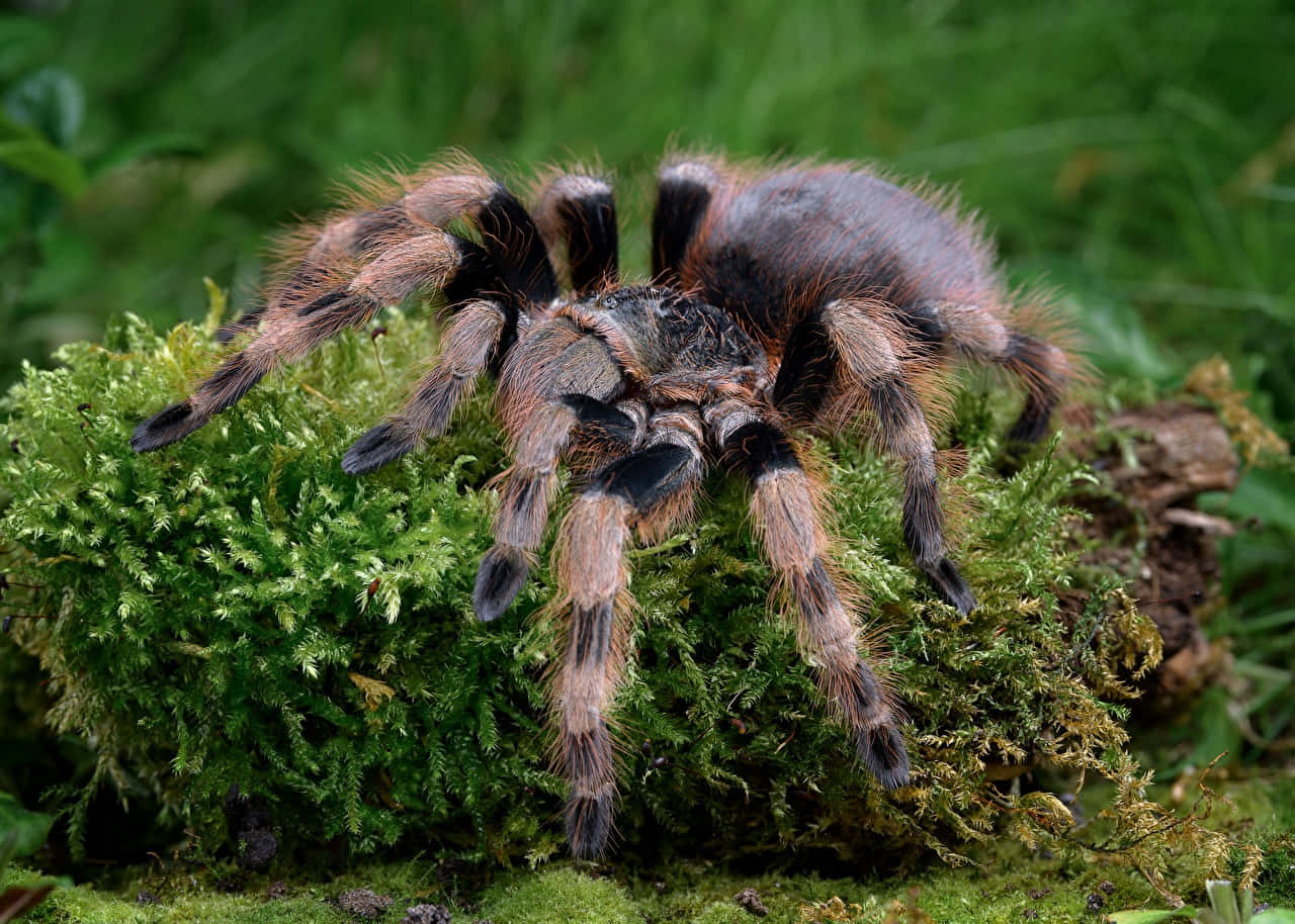Tarantula, mossy log, lush green moss, HD Desktop Wallpaper