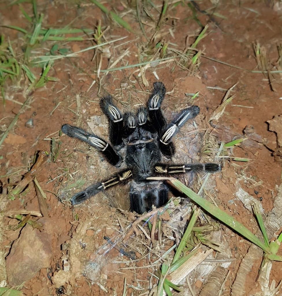 Tarantula, black tarantula, white stripes, SD Phone Wallpaper