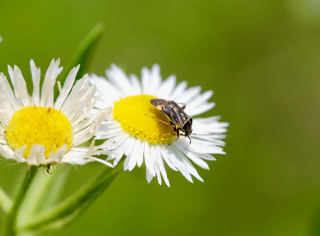 Tarnished Plant Bug