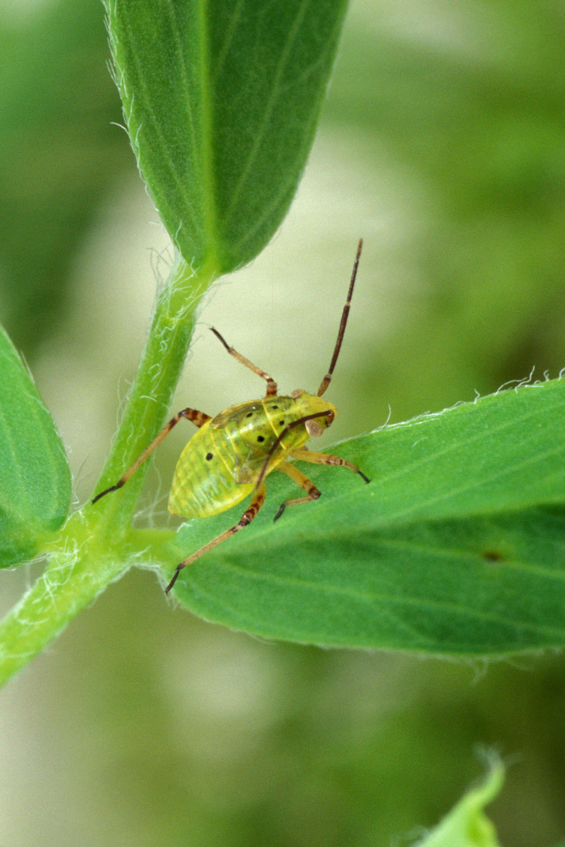 Tarnished Plant Bug, yellow green, fuzzy green leaf stem, 2K Phone Wallpaper