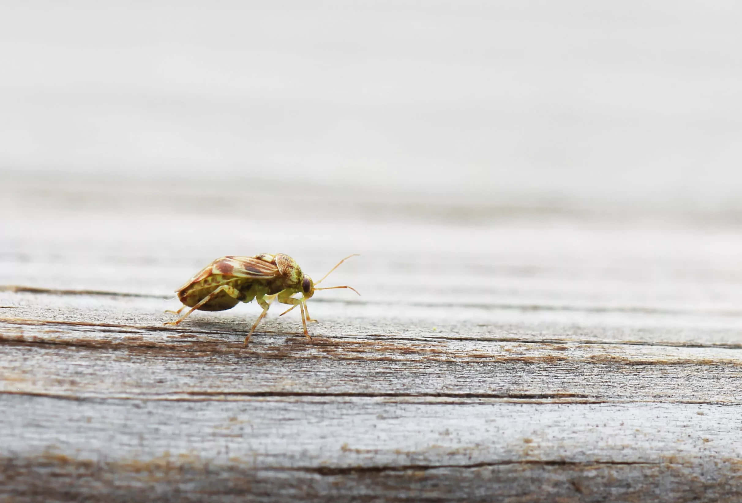 Tarnished Plant Bug, wooden surface, green and brown bug, Full HD Desktop Wallpaper