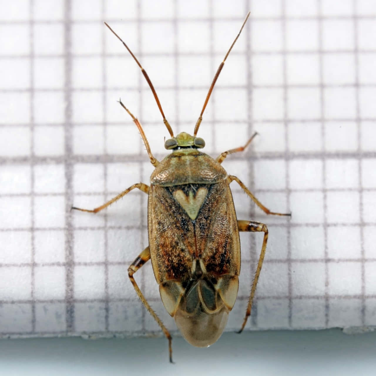 Tarnished Plant Bug, brown, green, HD Desktop Wallpaper