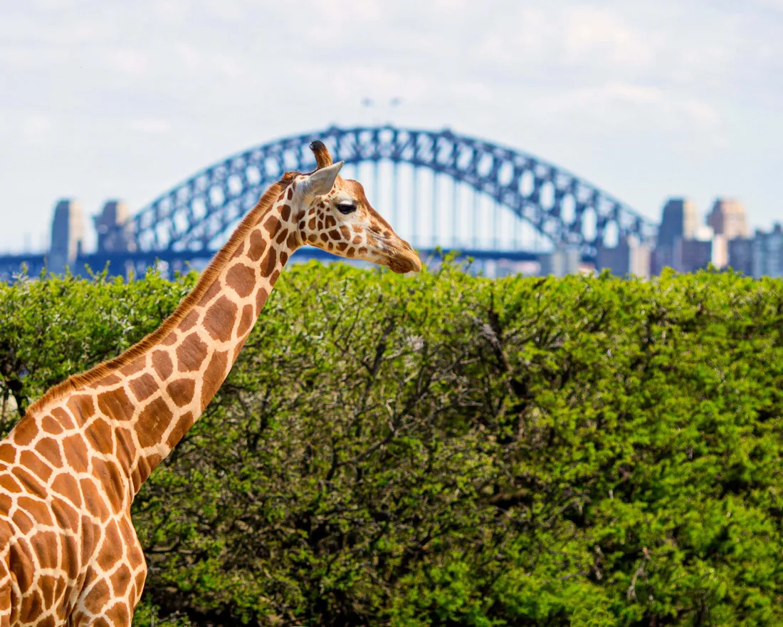Taronga Zoo Sydney