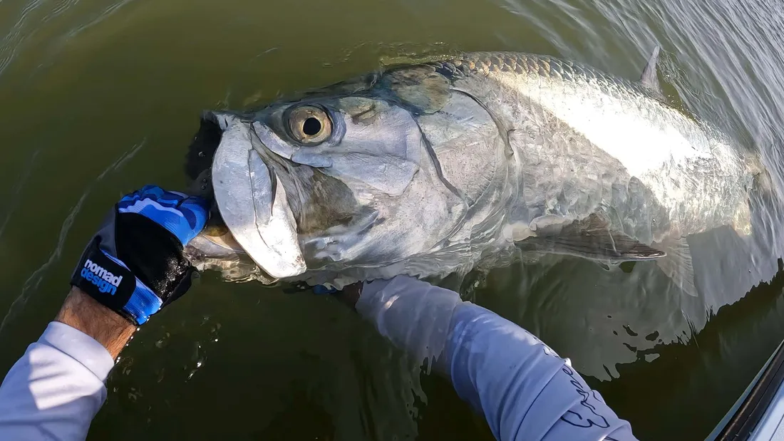 Tarpon Wallpapers