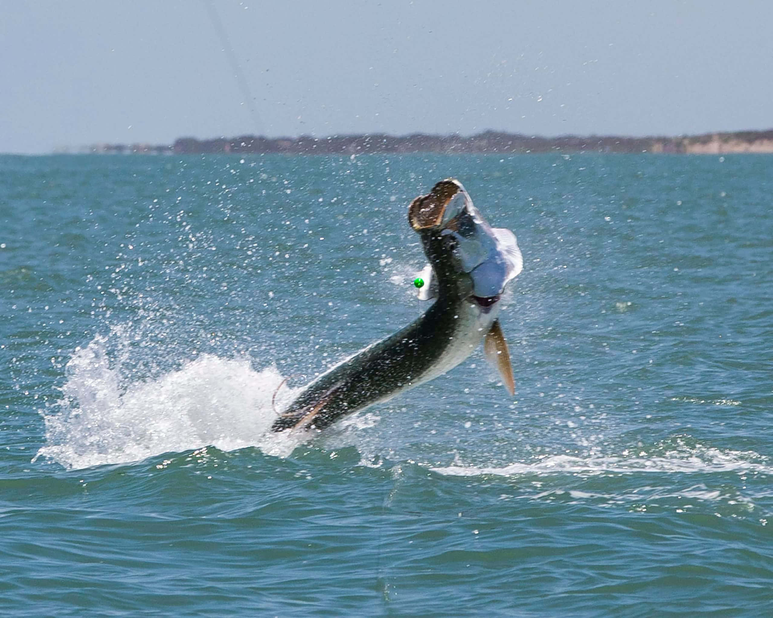 Tarpon, turquoise ocean water, clear blue sky, 2K Desktop Wallpaper