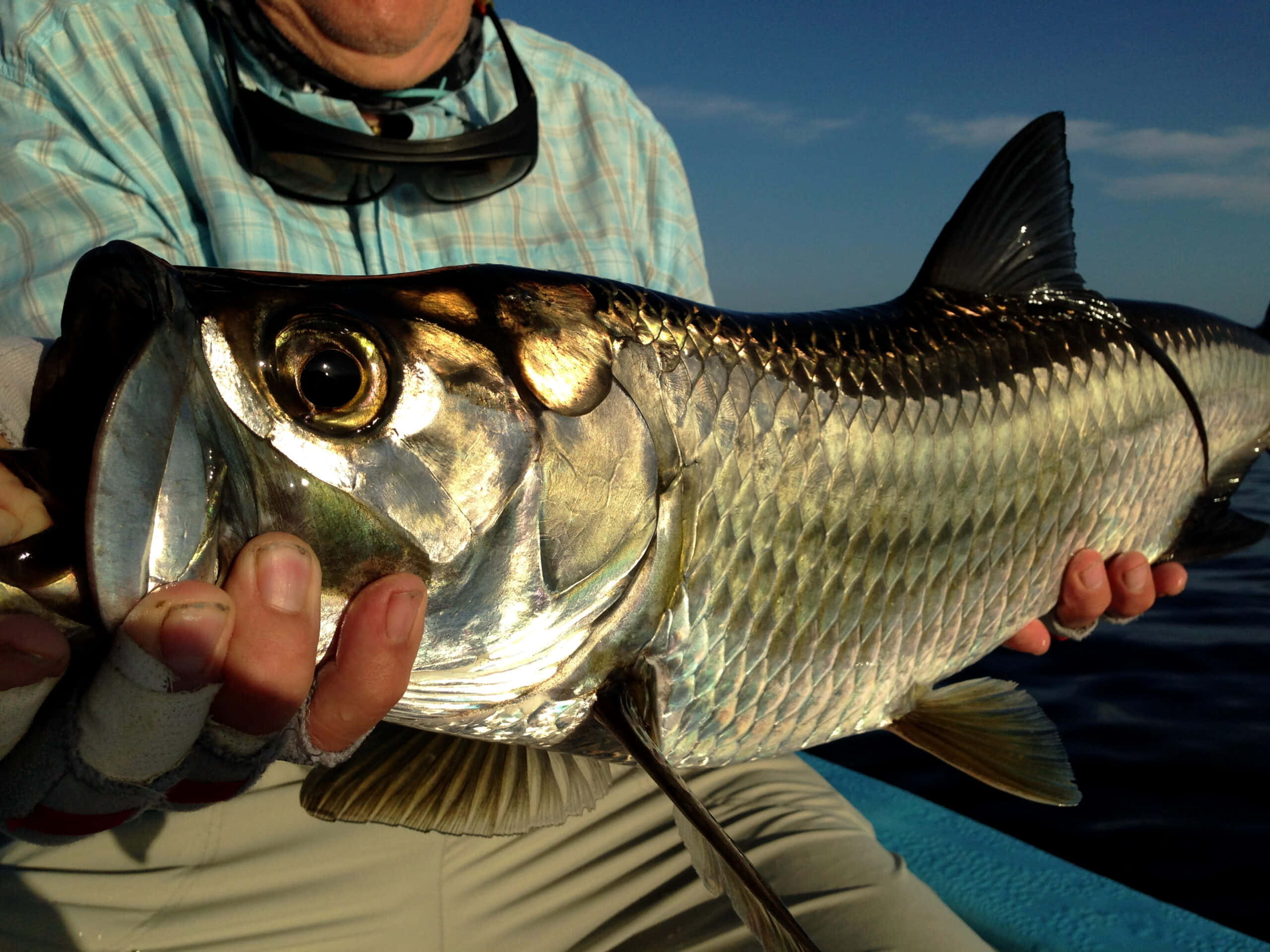 tarpon, silver tarpon, clear blue sky, 2K Desktop Wallpaper