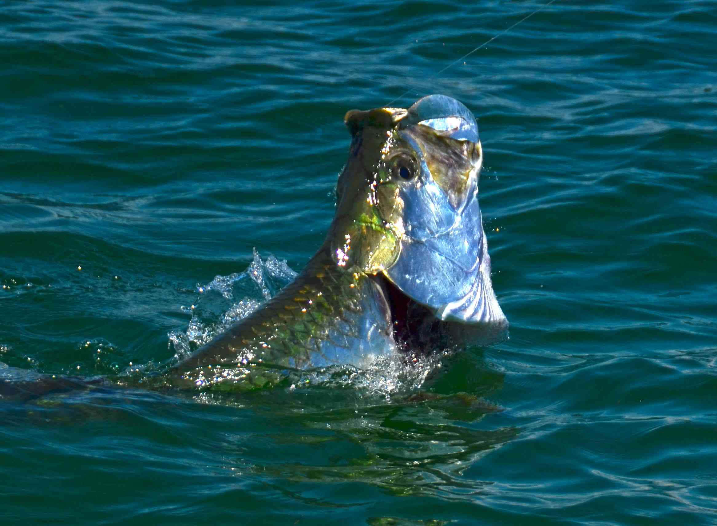 Tarpon, deep blue ocean water, sunlight, Full HD Desktop Wallpaper