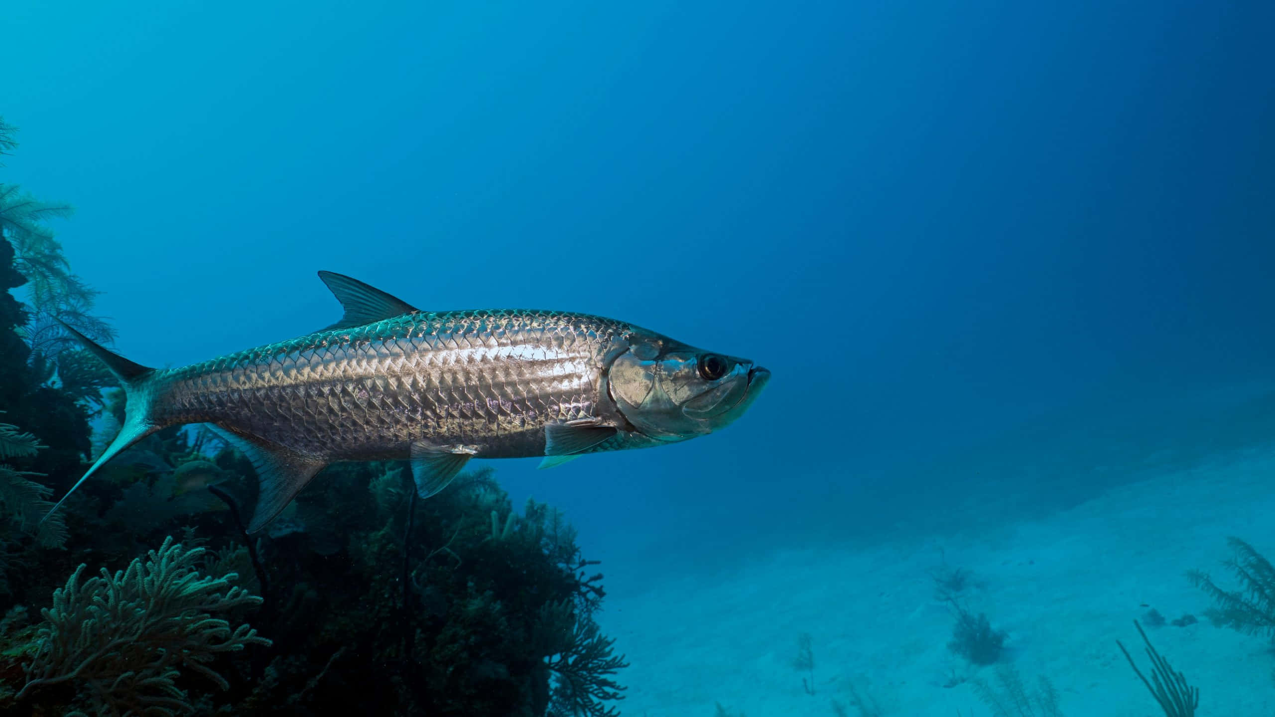 tarpon, silver, clear blue tropical waters, 2K Desktop Wallpaper