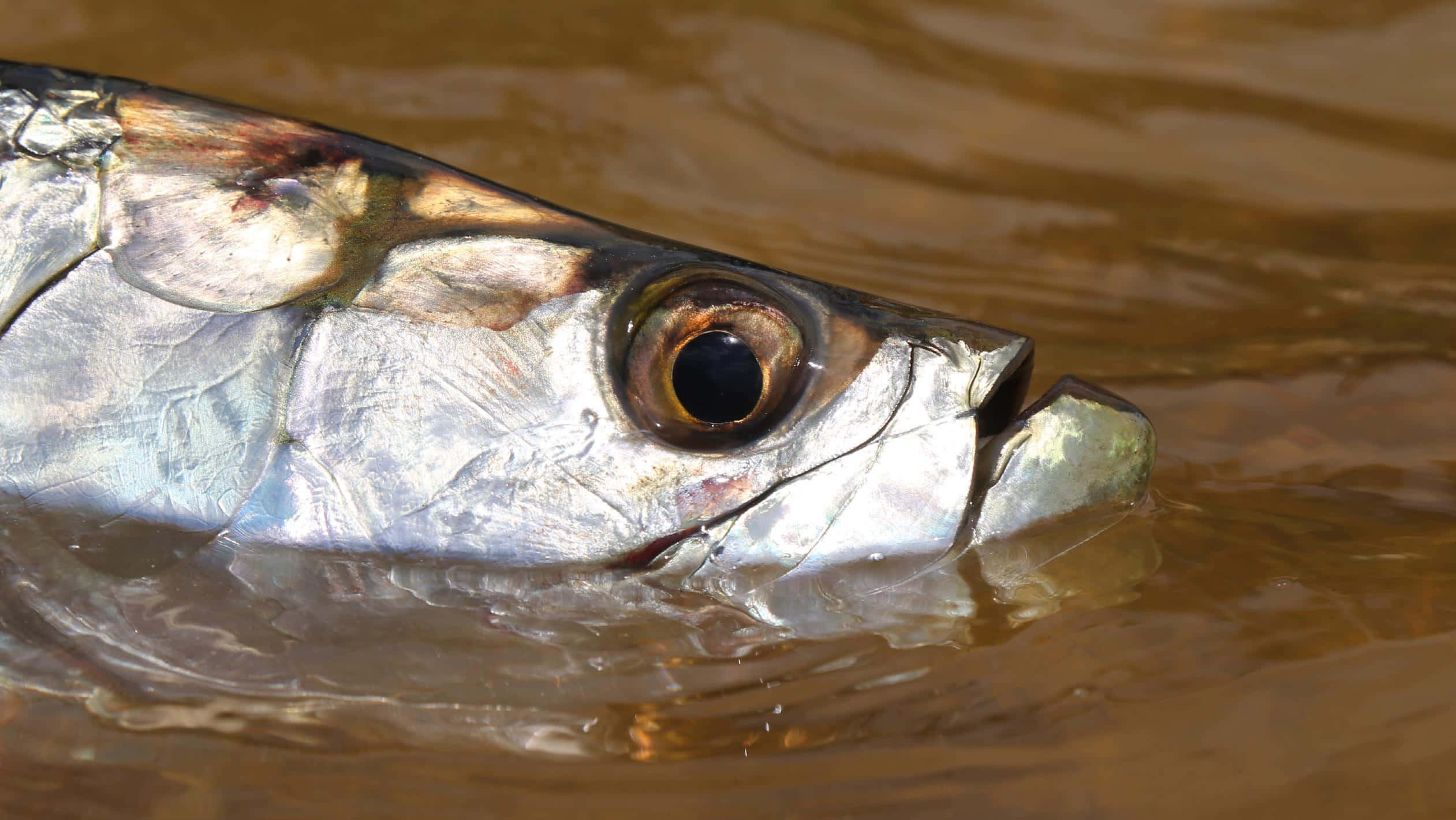 Tarpon, silver fish, murky brown water, Full HD Desktop Wallpaper