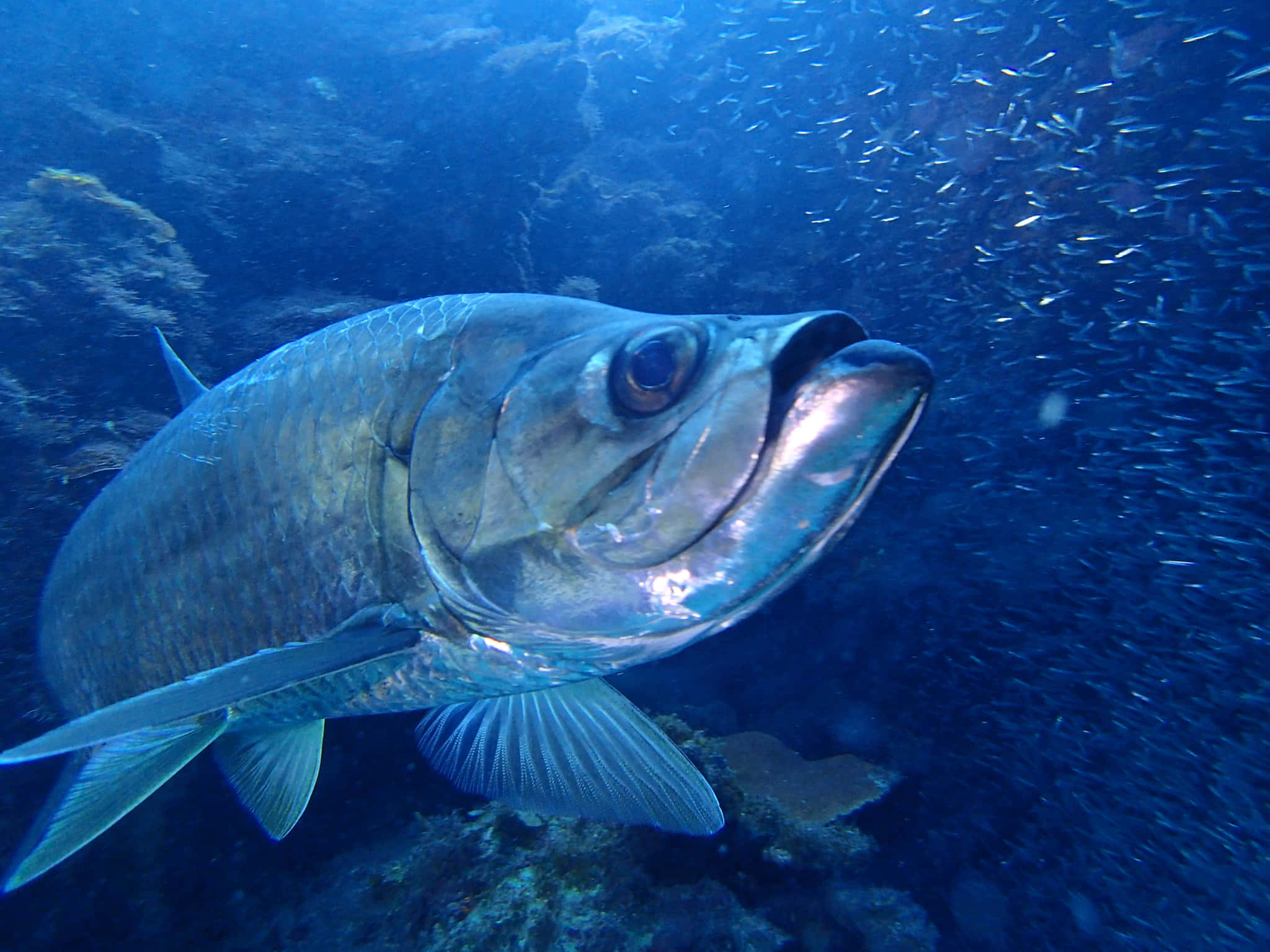 tarpon, school of fish, coral reef, Full HD Desktop Wallpaper