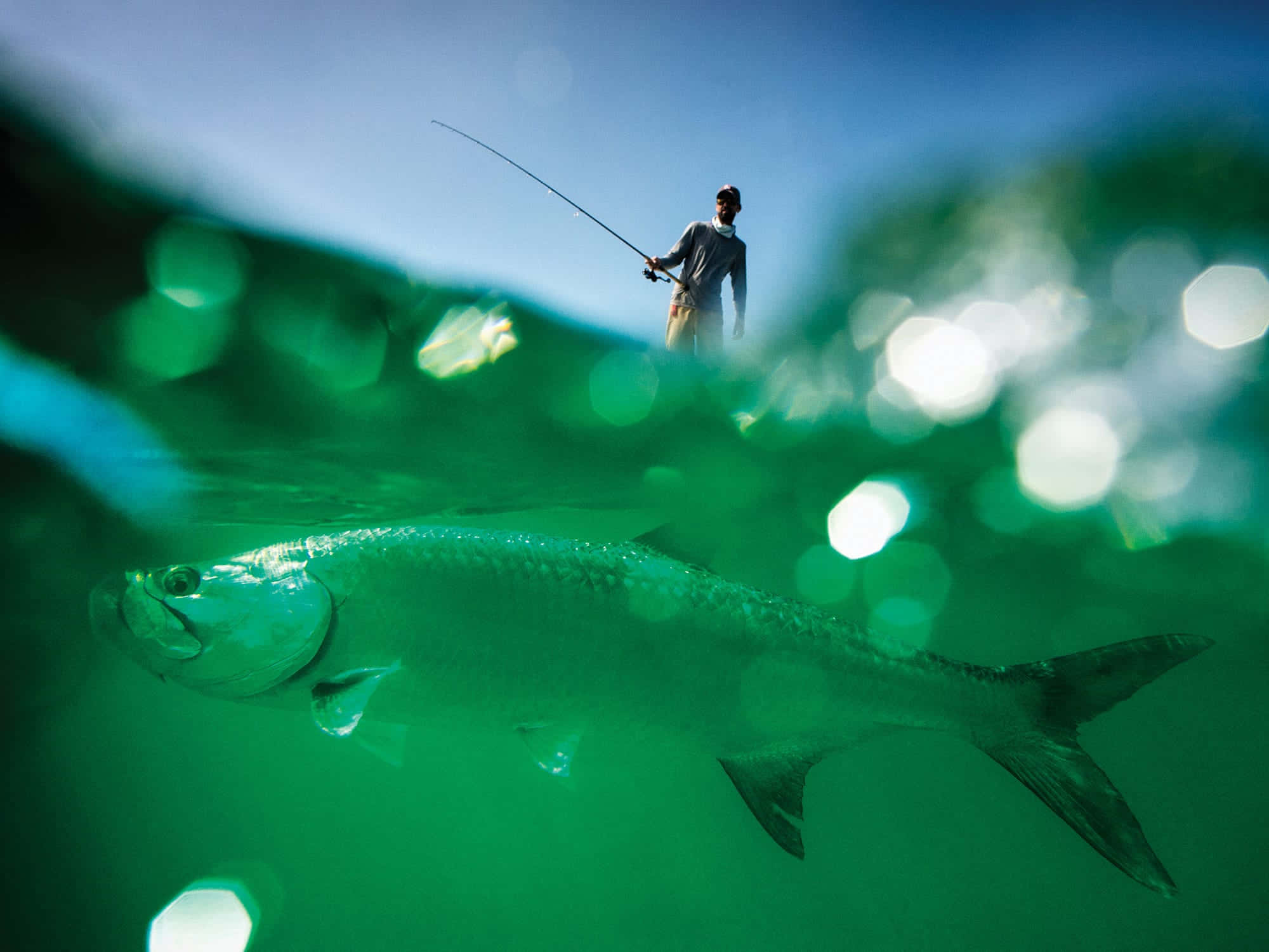Tarpon, fisherman, shimmering green surface, Full HD Desktop Wallpaper